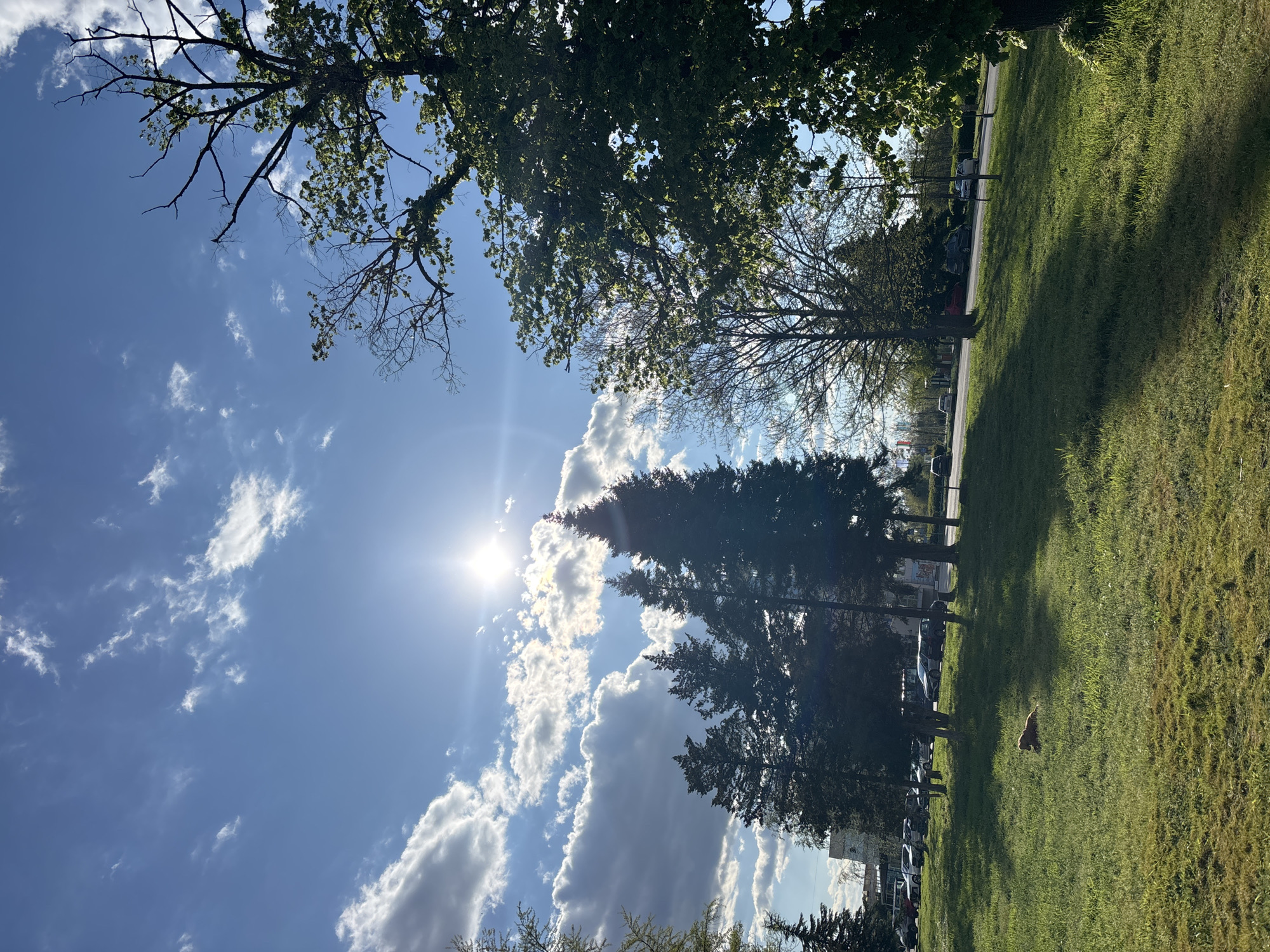 This vibrant outdoor photograph captures a bright, sunny day from a low-angle perspective, looking up towards the sky and across a grassy area. The dominant feature is a brilliant blue sky dotted with scattered white, fluffy clouds, with the sun prominently visible on the left side, emitting a strong lens flare and rays of light.
Various trees frame the scene. In the upper left, the dark, gnarled branches and green leaves of a deciduous tree are silhouetted against the sky. On the right and extending towards the center, several tall evergreen trees, possibly pine or cypress, appear dark in silhouette against the bright sky, with some casting long shadows. Further back, bare-branched trees are also visible.
A vibrant green lawn occupies the right side of the image, showing patches of light and shadow, indicating the sun's position. A small, light brown animal, possibly a dog or a fox, is visible on the grass, roughly in the center-right. Along the middle of the image, a paved area, likely a road or parking lot, is visible with several cars parked alongside it, suggesting a semi-urban or park-like setting.
The image conveys a sense of peaceful natural beauty on a clear day, with the bright sun being a key element of the lighting and atmosphere. The time of day appears to be either morning or late afternoon due to the angle of the sunlight and the shadows cast by the trees. No text is visible in the image. The context provided suggests the location is Plovdiv, Bulgaria.
