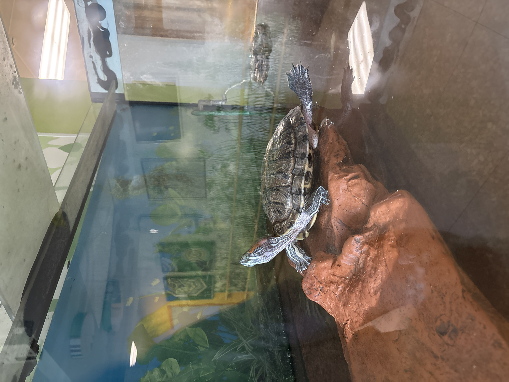 This media file captures a red-eared slider turtle (Trachemys scripta elegans) in an aquarium, likely located indoors in Izhevsk, Russia. The primary subject is the turtle, which is partially submerged in clear water, resting on or actively climbing a reddish-brown, textured basking platform.
The turtle displays its characteristic patterned shell (carapace) and distinctive striped markings on its head, neck, and limbs. Its webbed feet are visible, with one front and one back foot extended as it perches on the platform. The basking area is a rough, rocky structure, providing a surface for the turtle to exit the water.
The glass walls of the aquarium and the water's surface prominently reflect the surrounding room. These reflections show a bright, rectangular white light fixture, possibly a fluorescent ceiling light, and areas of green and white patterned wallpaper or decor, indicating an indoor setting. The water appears clear with a slight greenish hue. The image is taken from an elevated perspective, looking down into the tank. No visible text is present in the image.