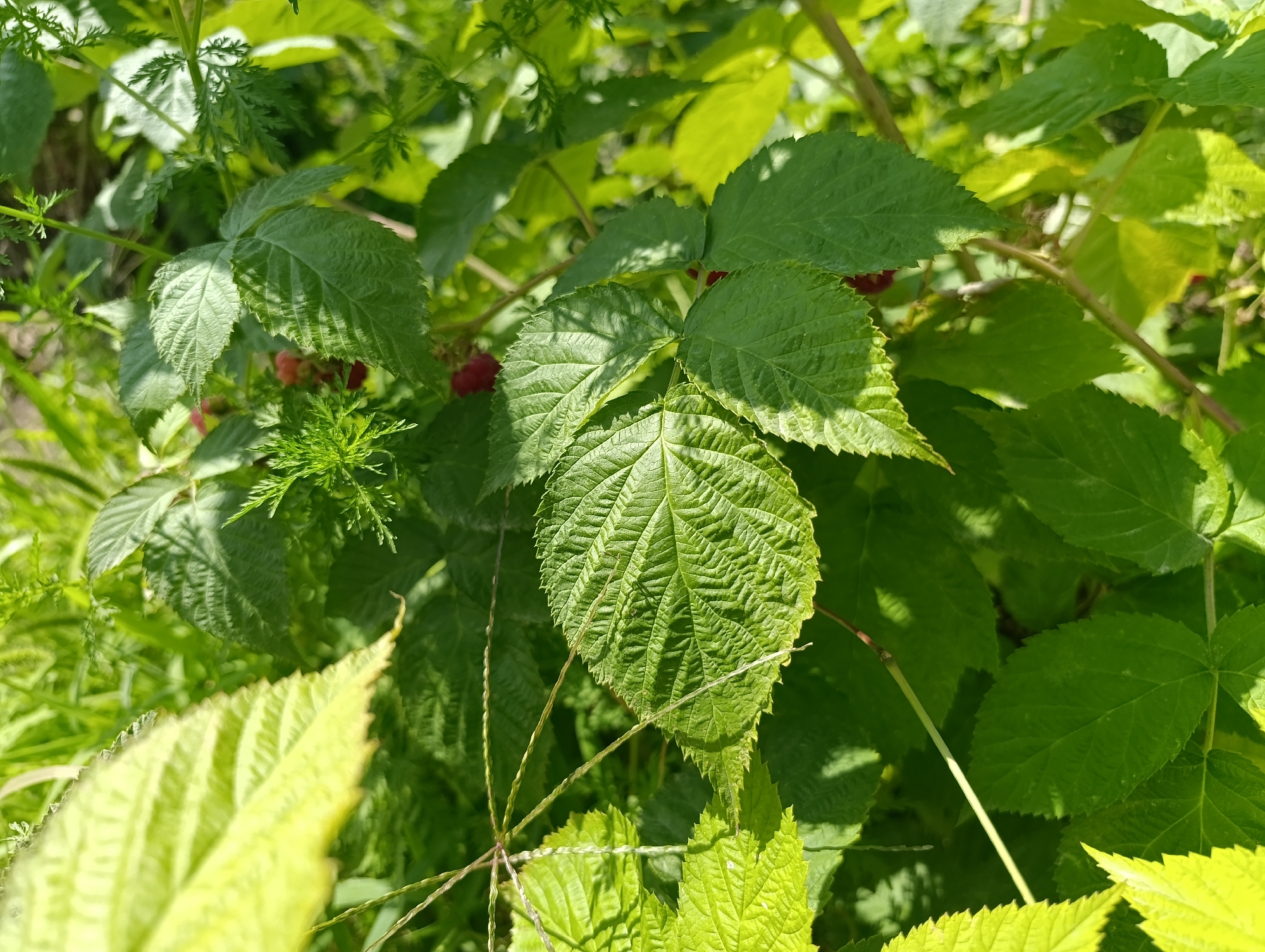 The image shows a close-up view of raspberry leaves and some small red berries. The leaves are green and have serrated edges. Some leaves are in focus, while others are blurred. The berries appear to be ripe. The scene is outdoors, with sunlight filtering through the leaves, creating shadows. There are no people or any other significant objects visible in the image. The location is not specified in the image, and therefore, its presence in Bishkek City, Kyrgyzstan cannot be confirmed.