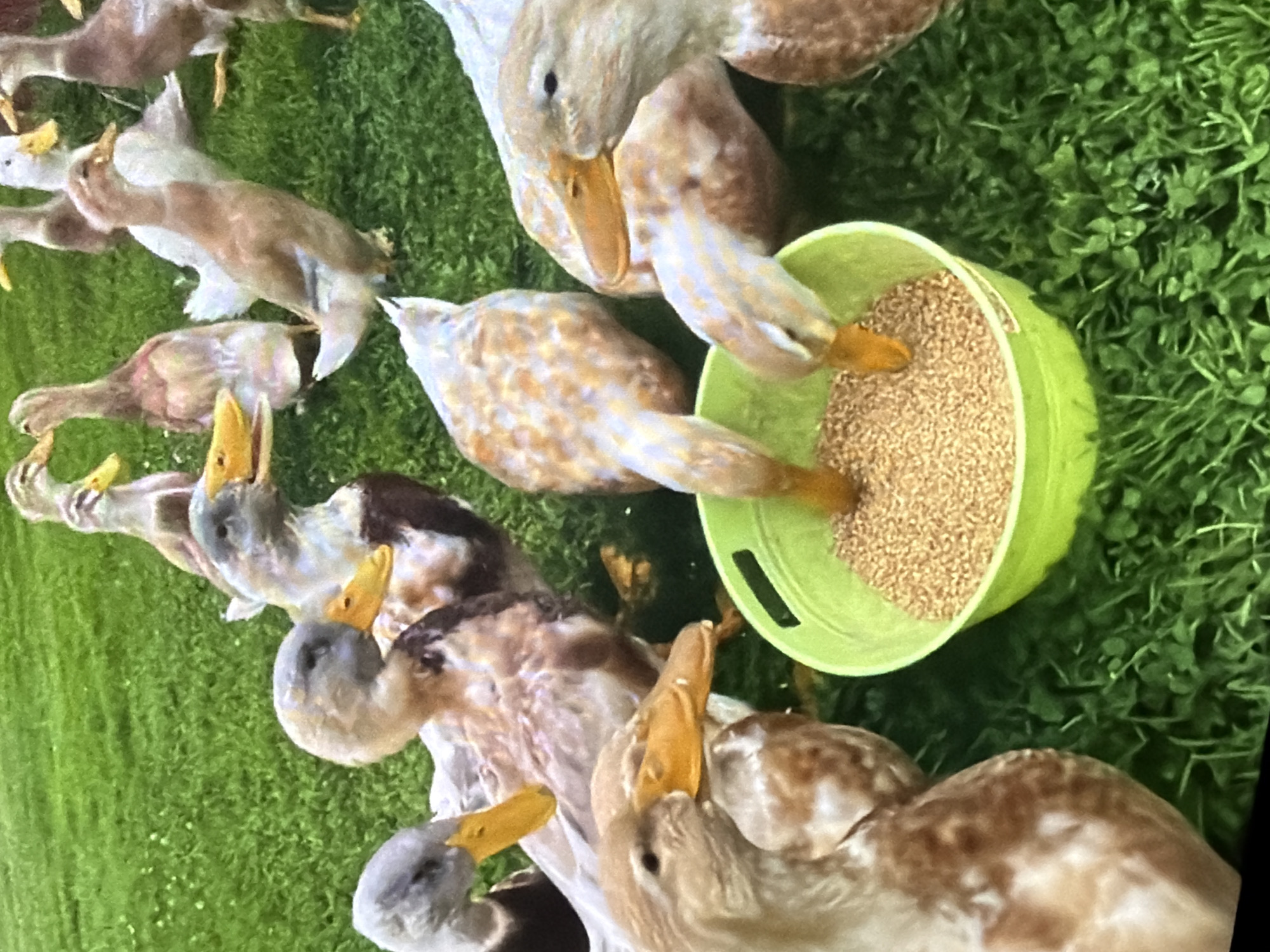 A group of ducks are gathered around a bright green bowl filled with birdseed, eating from it. The ducks have brown and white plumage, with yellow beaks. The scene takes place on a lawn with green grass and some clover. The image is a close-up shot, with the ducks and the bowl occupying most of the frame. There is no indication of the image being taken in Bukuru, Nigeria; it is a generic outdoor scene.