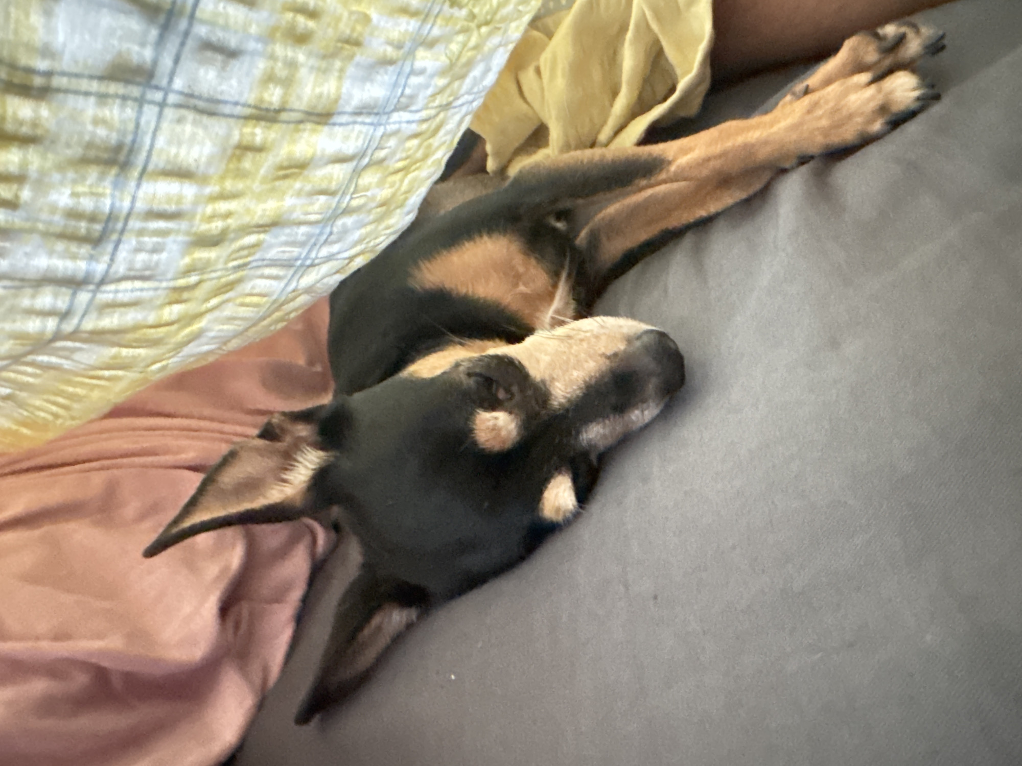 A black and tan Miniature Pinscher dog is lying on a grey surface, partially covered by a yellow and white plaid blanket. The dog's head is resting on the surface, and its eyes are closed. The dog's front paws are crossed. The background consists of a pink fabric and the yellow and white blanket. The image appears to be taken indoors, likely in a domestic setting. There is no discernible indication of the city of Sofia, Bulgaria.