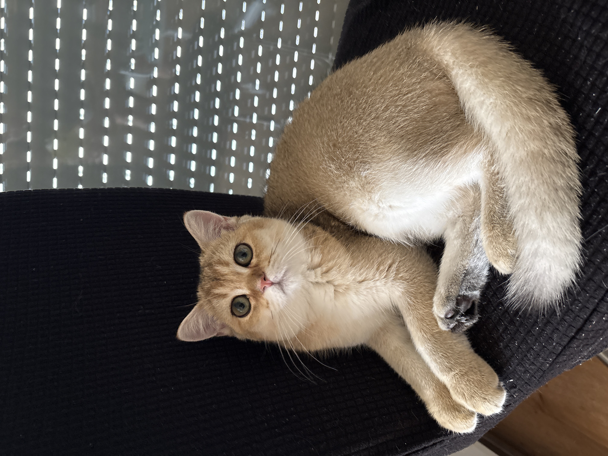 A golden-brown cat with large green eyes is resting on a black chair. The cat is facing the camera, with its paws crossed in front of it. The background shows a window with white blinds. The scene is indoors, likely in a home. The exact location in Bönnigheim, Germany, is not specified.