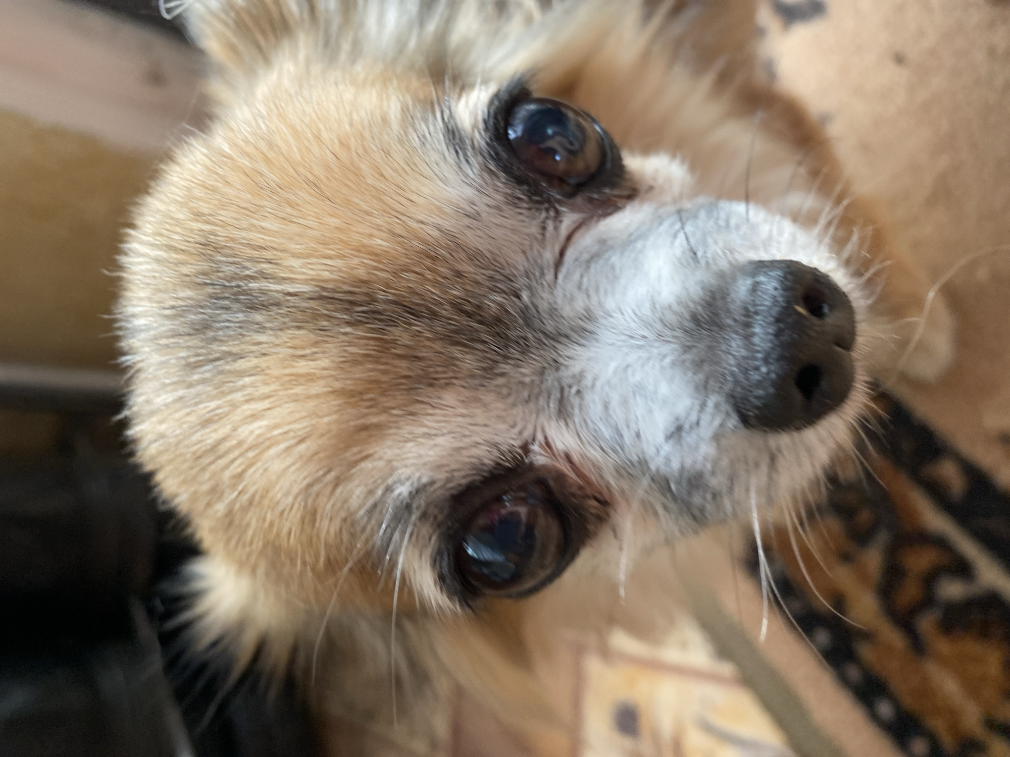 The image is a close-up, low-angle shot of a small, light brown and white dog, possibly a Chihuahua. The dog's head is positioned at the bottom of the frame, looking directly at the camera. Its large, dark eyes are prominent, reflecting a dim light source. The fur on its head is a mix of tan and greyish-white. The dog's nose is black and appears wet. The background is out of focus, showing hints of a patterned surface below the dog, which could be a rug or blanket, and a darker, blurry area above. There is no discernible information about the city of Maykop, Russia, or any specific environmental context that would place the image in that location. The image depicts a domestic animal in what appears to be an indoor setting.