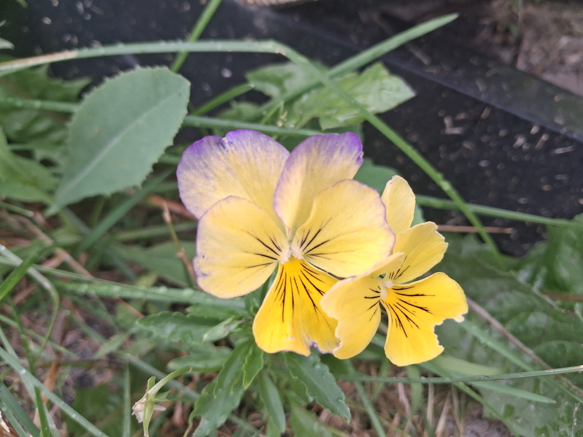 In Gatineau, Canada, two pansy flowers with yellow petals and purple edges are in bloom amidst green foliage. The flowers, one larger than the other, exhibit dark lines radiating from their centers. The background is a blur of dark, textured material and green grass, suggesting an outdoor garden setting. The lighting is natural, highlighting the delicate details of the petals and leaves.