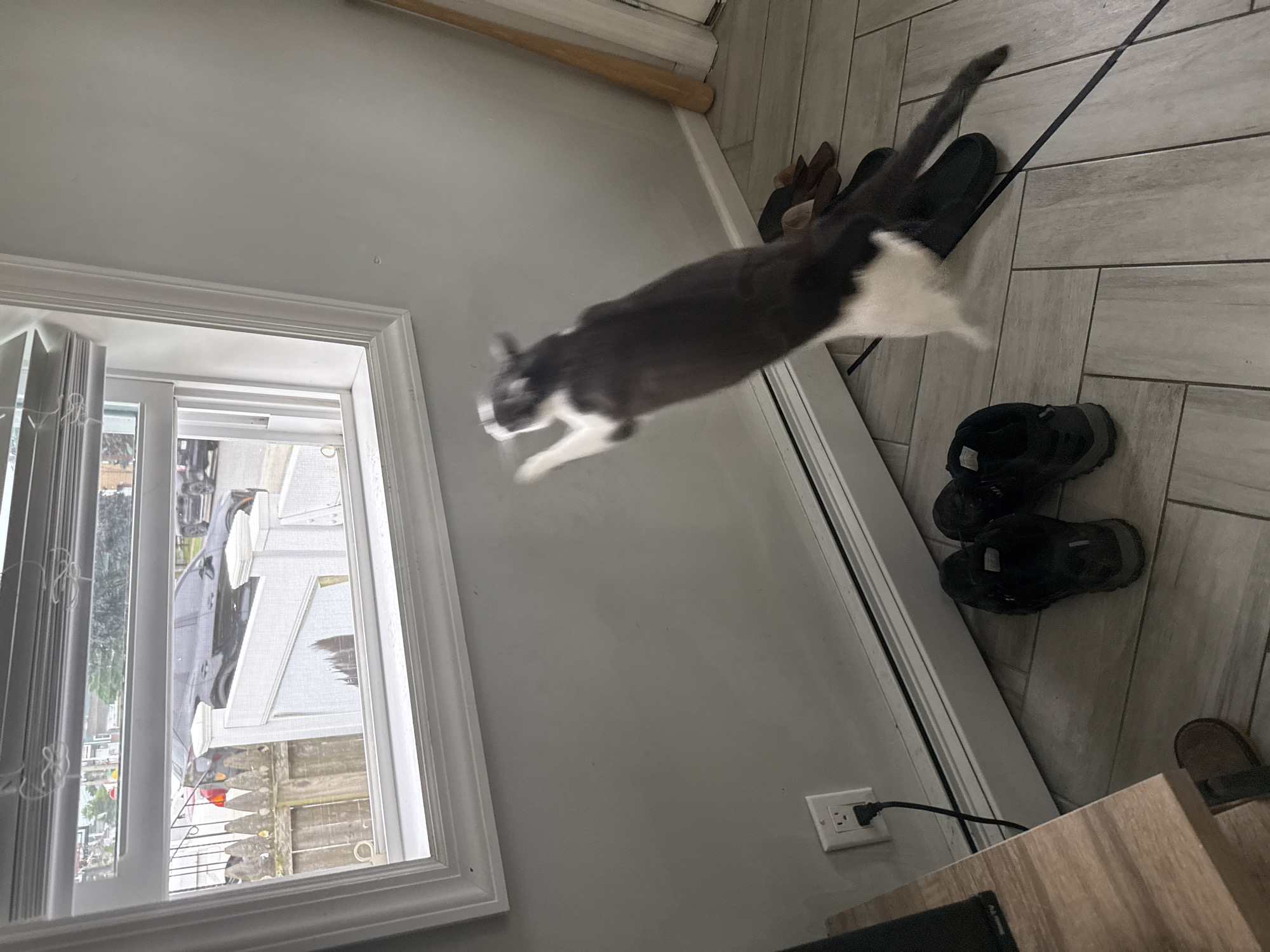 A black and white cat is captured mid-air, leaping towards a window in a room with light gray walls. The cat's body is extended upwards, with its front paws reaching towards the window frame. The window, which is partially open and has white blinds, offers a view of a residential street. Outside, a black SUV is parked, and a wooden fence with pointed pickets runs along the property line. In the foreground, on the floor, are a pair of black sneakers and a pair of brown sandals. To the right of the cat, a wooden baseball bat leans against the wall. A white electrical outlet with a black cord is visible on the wall below the window. The flooring appears to be tile. The scene is set in Bellmore, United States of America.