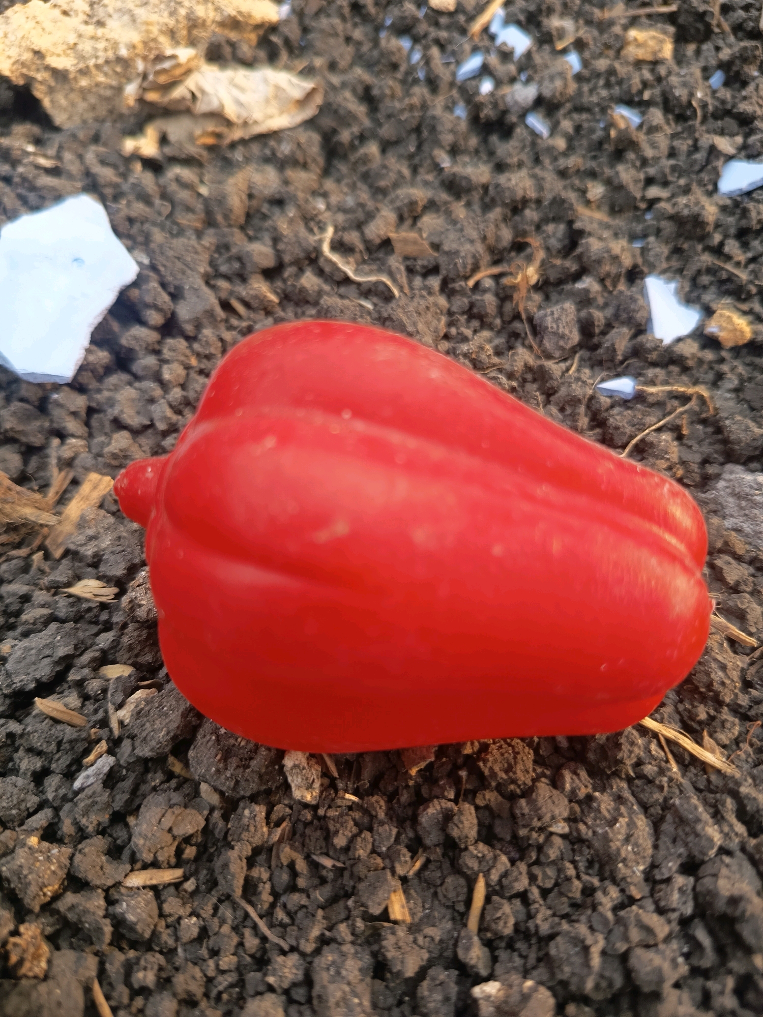 A close-up, overhead shot shows a bright red, bell pepper-shaped object resting on dark, cracked soil. Small pieces of white and light blue material are scattered around the object and in the soil. The soil appears dry and contains bits of straw and other organic matter. The lighting suggests it is daytime. The image does not provide enough information to determine the specific location in Sidorejo, Indonesia.