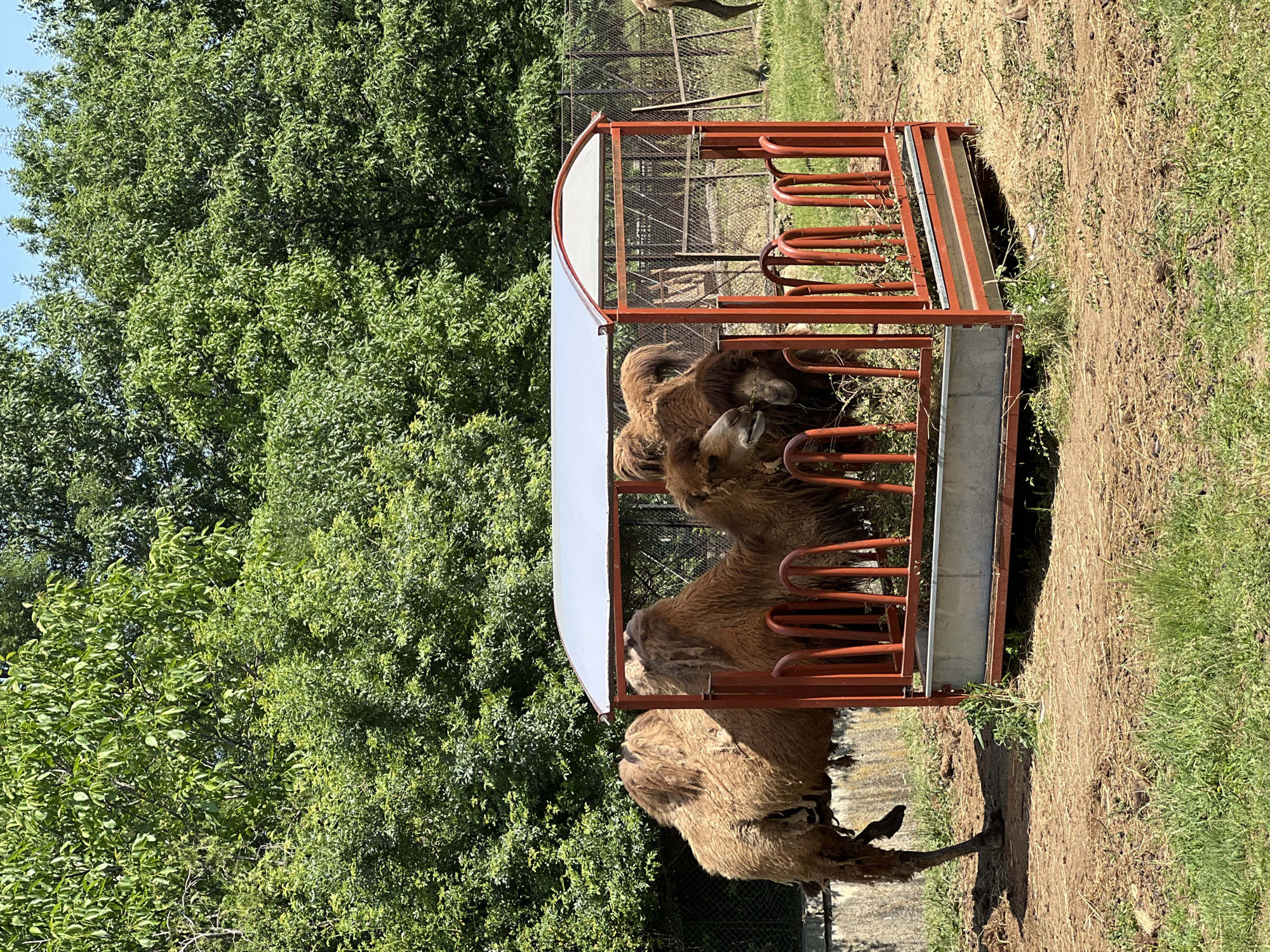 In the city of Sofia, Bulgaria, within an outdoor enclosure, a pair of two-humped camels are gathered around a feeding trough. The trough, made of orange metal with a grey trough insert, is covered by a white roof supported by orange metal posts. The camels, with their shaggy brown fur, are actively eating from the trough, which contains green fodder. To the left of the trough, one camel stands partially behind it, with its hindquarters and left hind leg visible. The enclosure features a concrete wall in the background, and a wire fence is visible behind the camels and trough. Lush green trees form a dense canopy behind the enclosure, suggesting a naturalistic setting within the zoo. The ground is a mix of dry straw, dirt, and patches of green grass. The sky above is clear and blue.