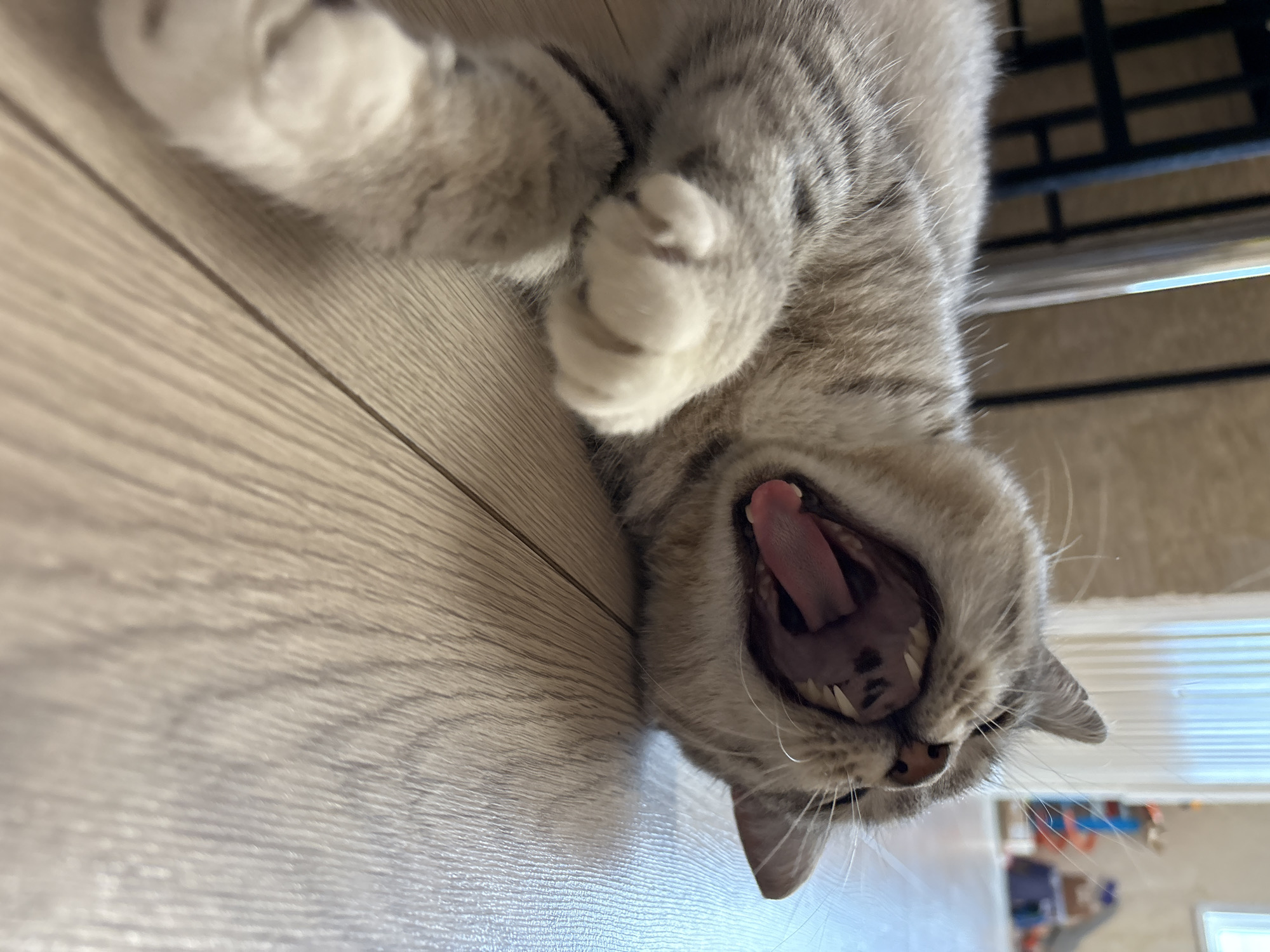 A close-up, low-angle shot captures a grey tabby cat lying on a light-colored wooden floor, its mouth wide open in a yawn. The cat's tongue is extended, and its sharp teeth are visible. The background is blurred, showing what appears to be a domestic interior with furniture and toys. The scene does not provide any specific geographical indicators to pinpoint its location within Vetluzhsky, Russia.