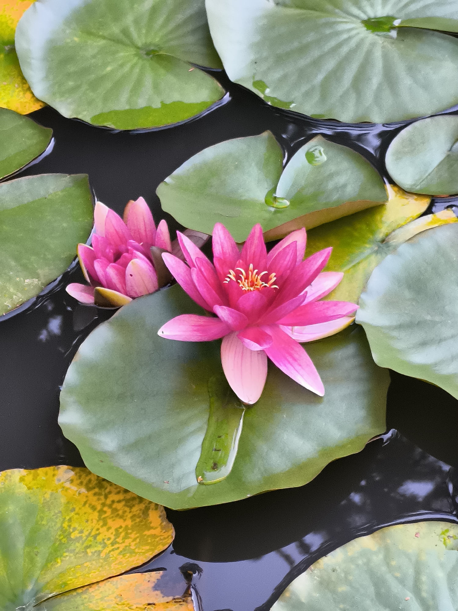 This is a top-down, close-up shot of a pond with two bright pink water lilies and large, green lily pads. Some lily pads are tinged with yellow. The water is dark and reflective. There are no people or animals visible in the image. The location is not specified in the image.