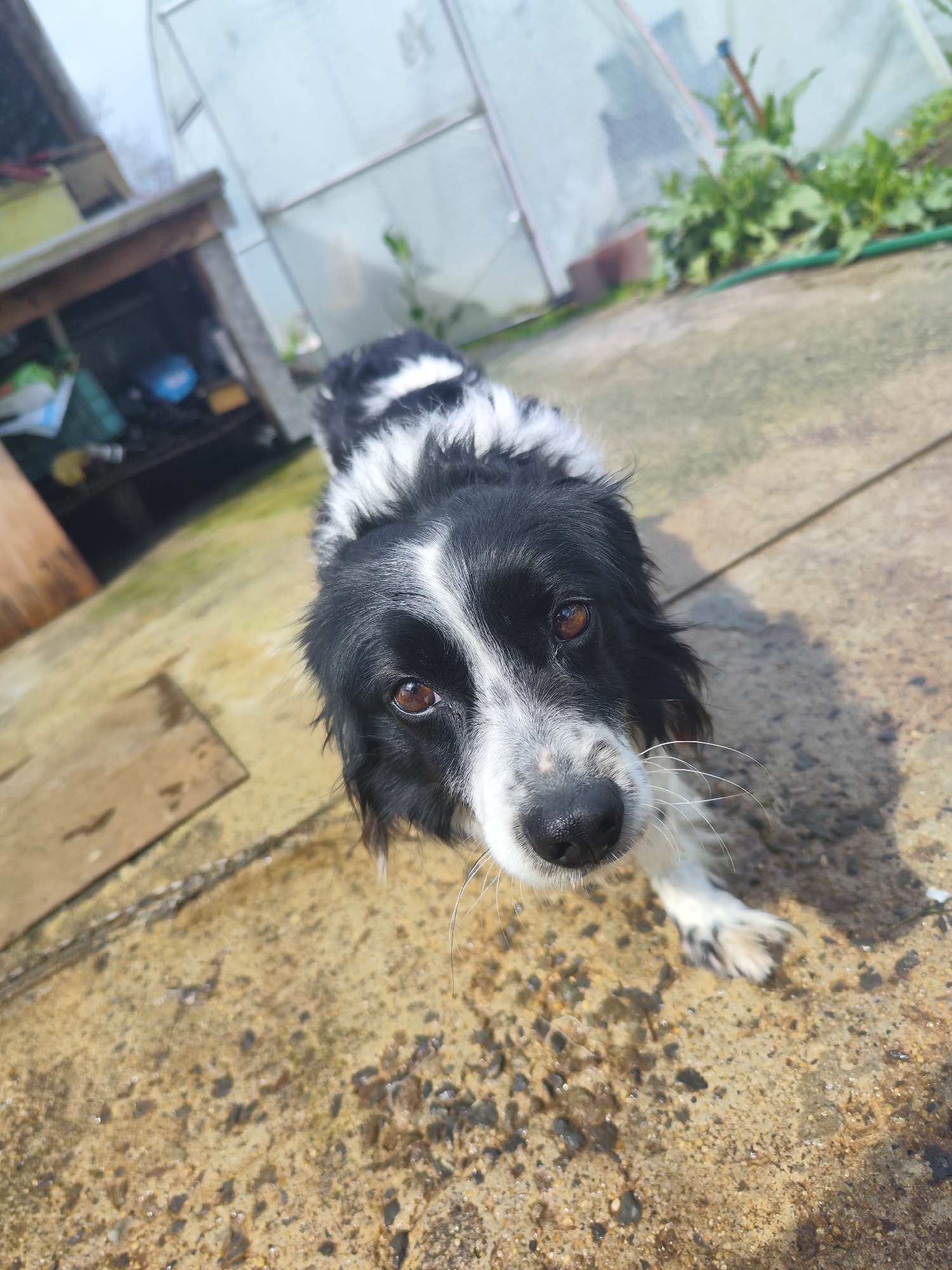 A black and white dog is standing on a concrete surface in an outdoor area. The dog is facing the camera with its head tilted slightly upwards. The background includes a wooden structure, possibly a shed, to the left, and a greenhouse structure with some greenery visible behind the dog. The ground is covered in small stones. The location is Sadievo, Bulgaria.