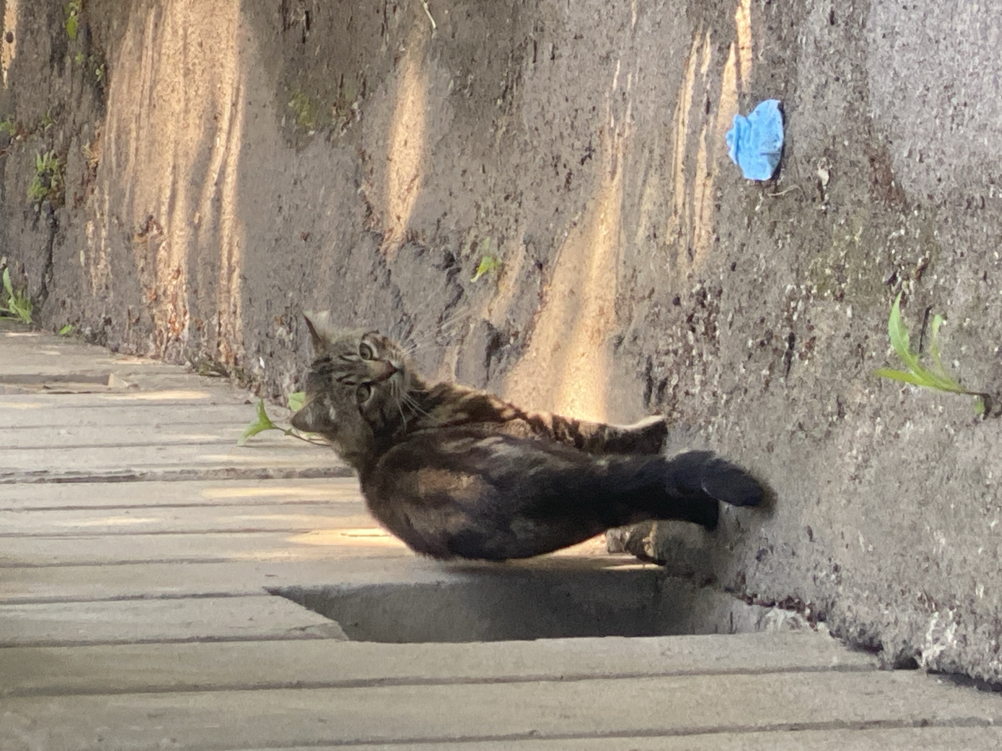 A cat is sitting on a concrete structure with a vertical concrete wall behind it. The cat is mostly gray and brown with a black tail. It is looking at the camera with its head tilted slightly. The concrete structure appears to be a drainage system or part of a sidewalk. There are several plants growing out of the wall behind the cat. There is a blue object on the wall behind the cat, and several shadows cast from a tree or structure. The photograph was taken in the city of Poltava, Ukraine.