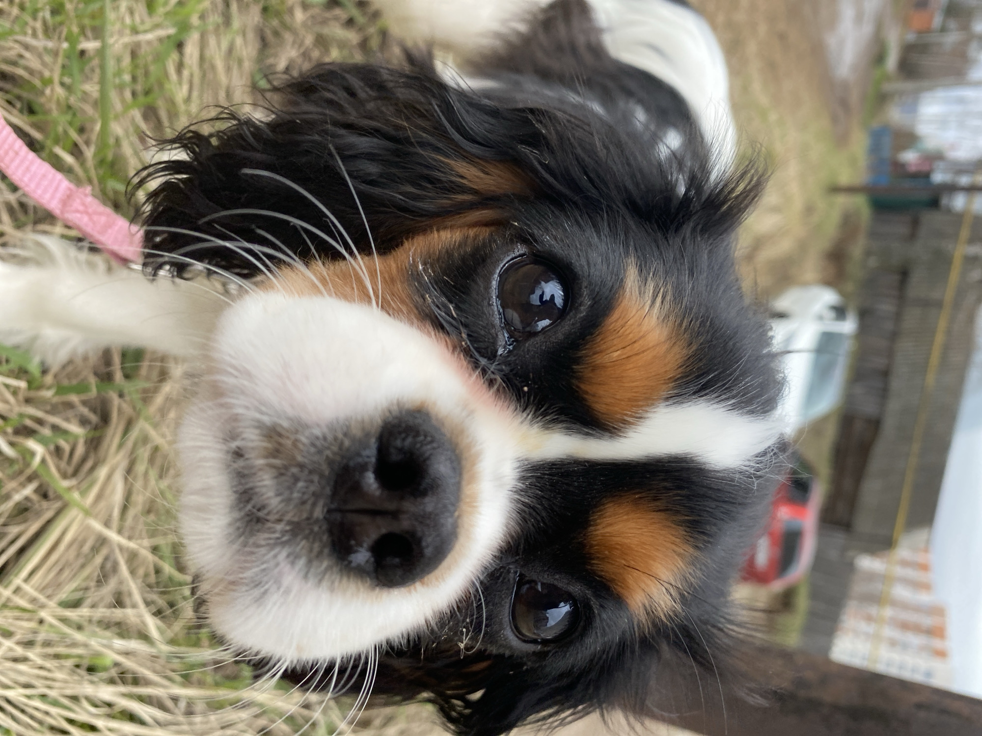 A close-up, low-angle portrait features a small tri-color dog, looking directly up at the camera with an engaging and curious expression. The dog's head fills a significant portion of the frame, tilted to the right. Its fur displays distinct patches of black, white, and tan. Large, dark, expressive eyes are prominent, reflecting a light source, possibly the sky or a window. A shiny black nose and long, delicate white whiskers are clearly visible, with dark, floppy ears framing its face. A narrow pink leash can be seen extending from the dog's left side, blending into the blurred background.
The setting is outdoors during daytime, with soft, natural light and no harsh shadows. The ground directly behind and around the dog is covered with a mix of dry, light brown grass and some sparse green blades, suggesting a seasonal transition or dry conditions. In the heavily blurred background, indistinct shapes of structures, possibly a fence or building, are visible. Hints of a white car and a red object, possibly another vehicle or equipment, suggest a semi-urban or rural residential environment. The overall impression is of an affectionate pet in a natural outdoor environment.