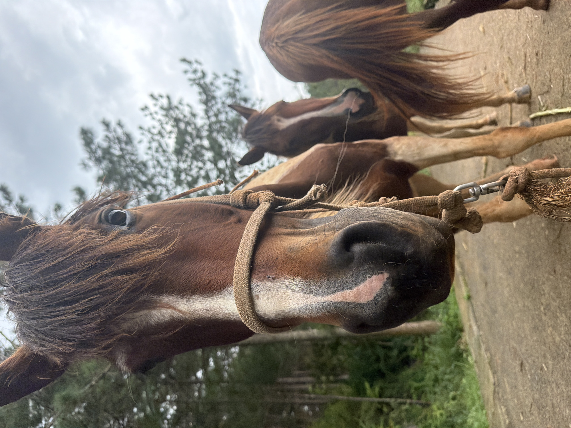 In Da Lat, Vietnam, three horses are standing on a dirt road in a wooded area. The horse in the foreground, a chestnut color with a white blaze, is facing the camera and is wearing a rope halter. Its mane is long and brown, and its eye is visible. Behind it, two other horses, also chestnut, are partially obscured. One is facing left, and its head and neck are visible. The other is facing away from the camera, showing its hindquarters and tail. The background consists of pine trees and a cloudy sky. The road appears to be a pathway through a natural landscape.