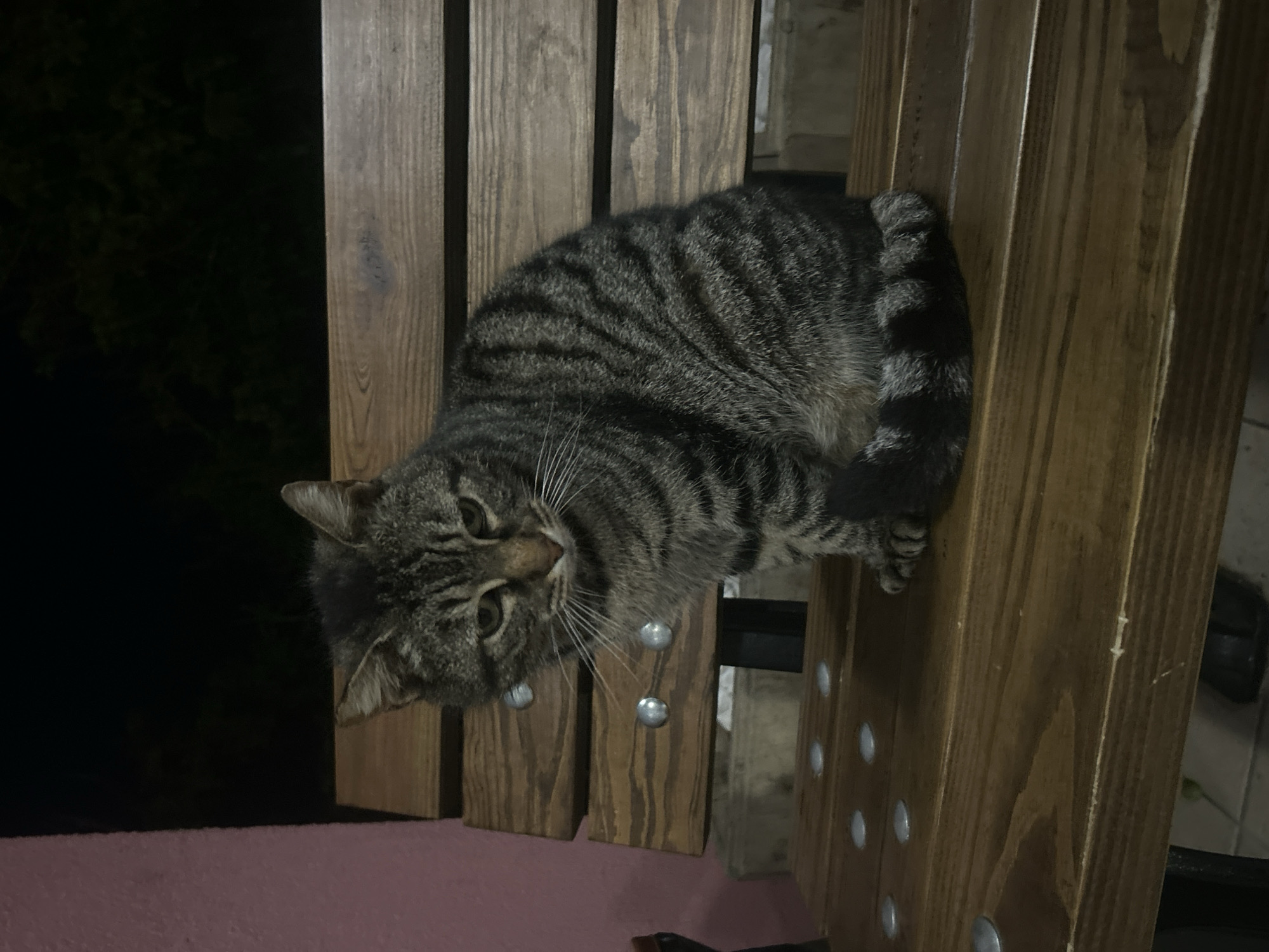 A tabby cat is perched on a wooden slatted structure. The cat is mostly gray with darker stripes. The wooden structure is made of vertical slats with metal fasteners. The background is dark, suggesting an outdoor setting at night. There is pink fabric in the lower left corner. The location is not identifiable as Veliko Tarnovo, Bulgaria without further context.