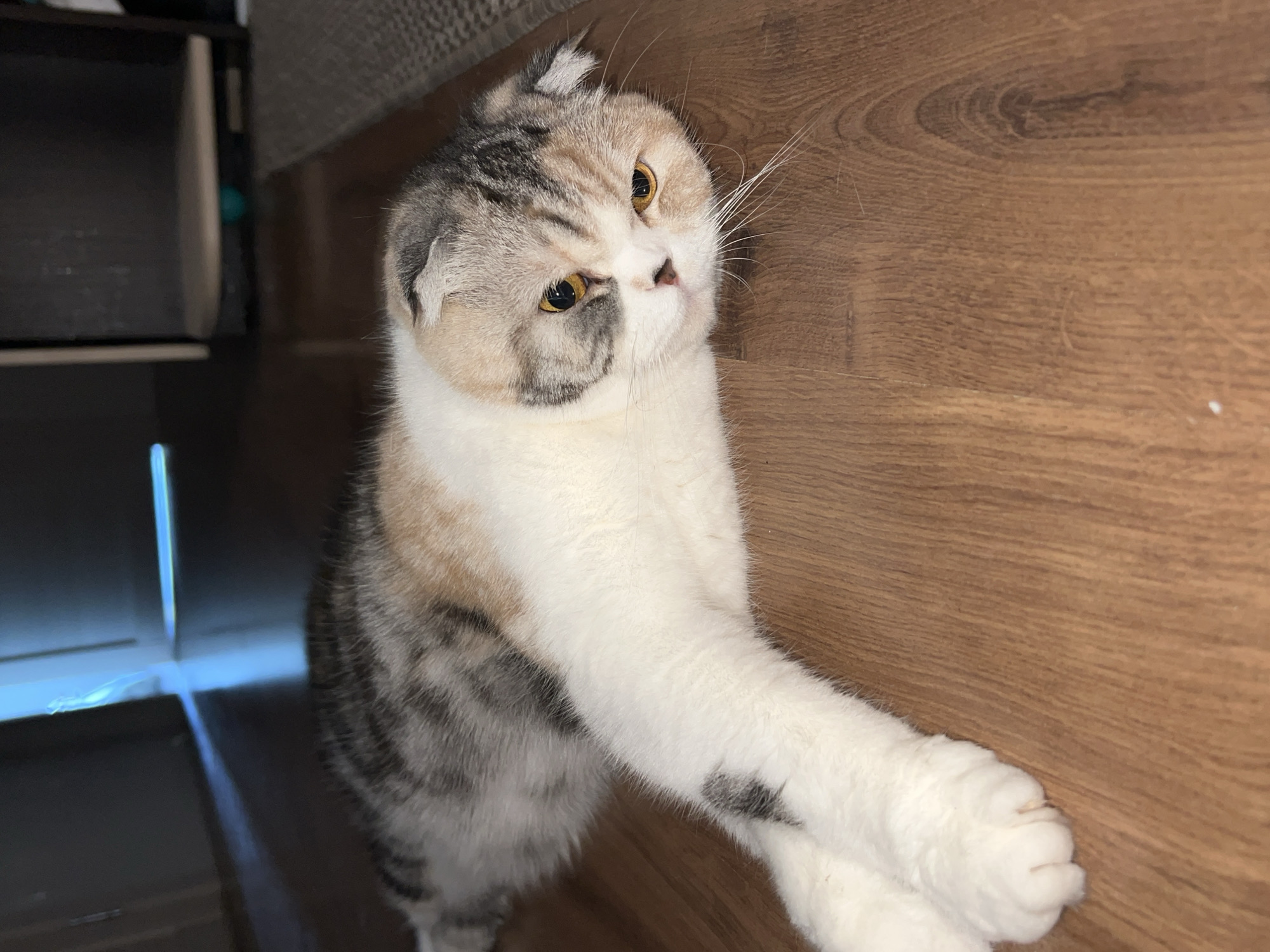 A Scottish Fold cat with light grey and white fur is standing on a wooden floor. The cat is looking up and to the left with its front paws extended towards the viewer. The cat's ears are folded downwards. The background includes a dark cabinet and a portion of a grey sofa. The location information provided is not relevant to the image.