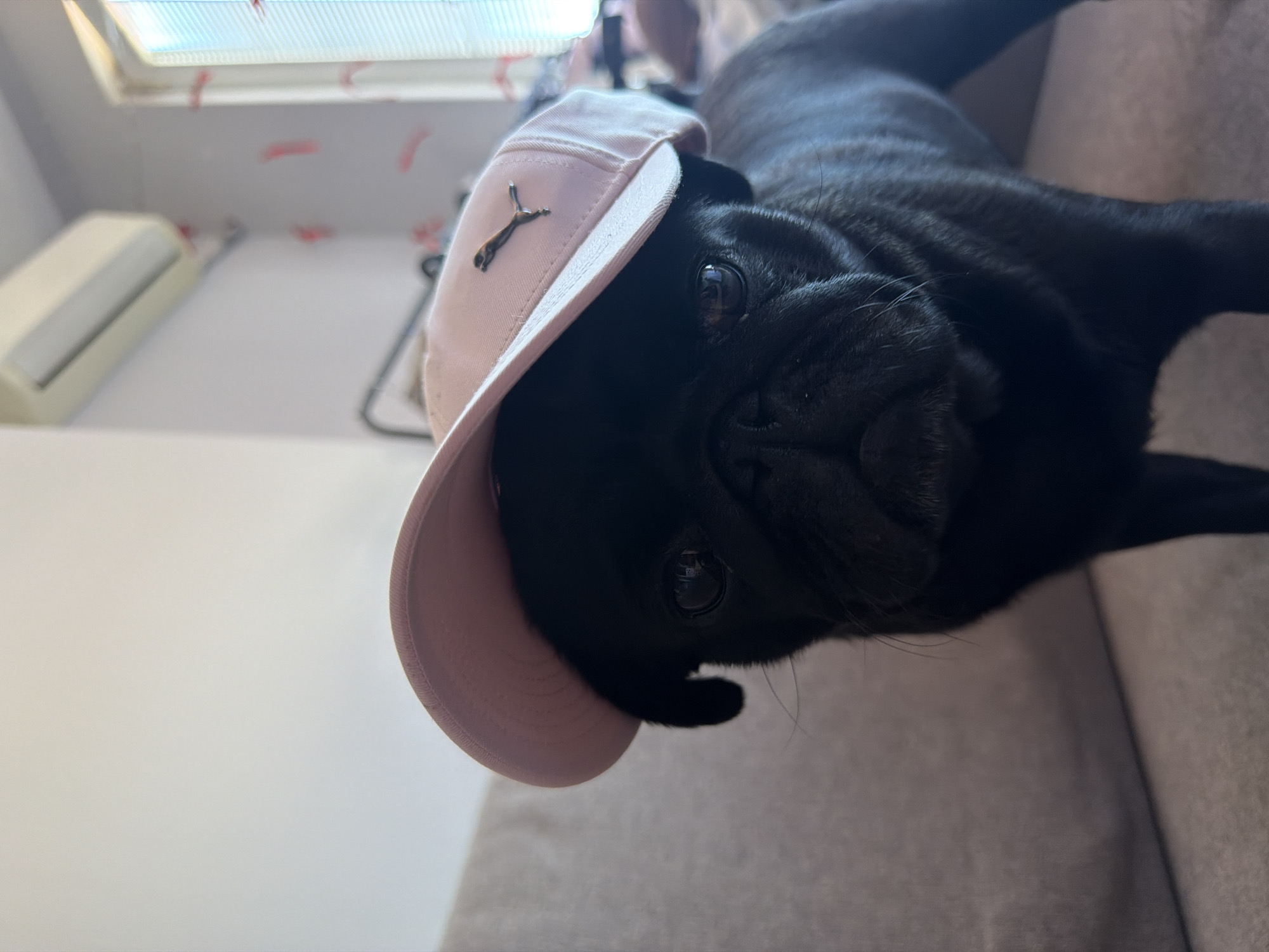 A black pug wearing a light pink baseball cap with a gold Puma logo stands on a couch. The cap is tilted forward, partially obscuring the dog's face. The dog's eyes are visible and looking forward. The background is blurry, showing a light-colored wall, an air conditioning unit mounted high on the wall, and a window with blinds. The couch is a neutral gray color. The overall impression is a casual, indoor setting. There is no discernible information about this image being located in Sirius, Russia.
