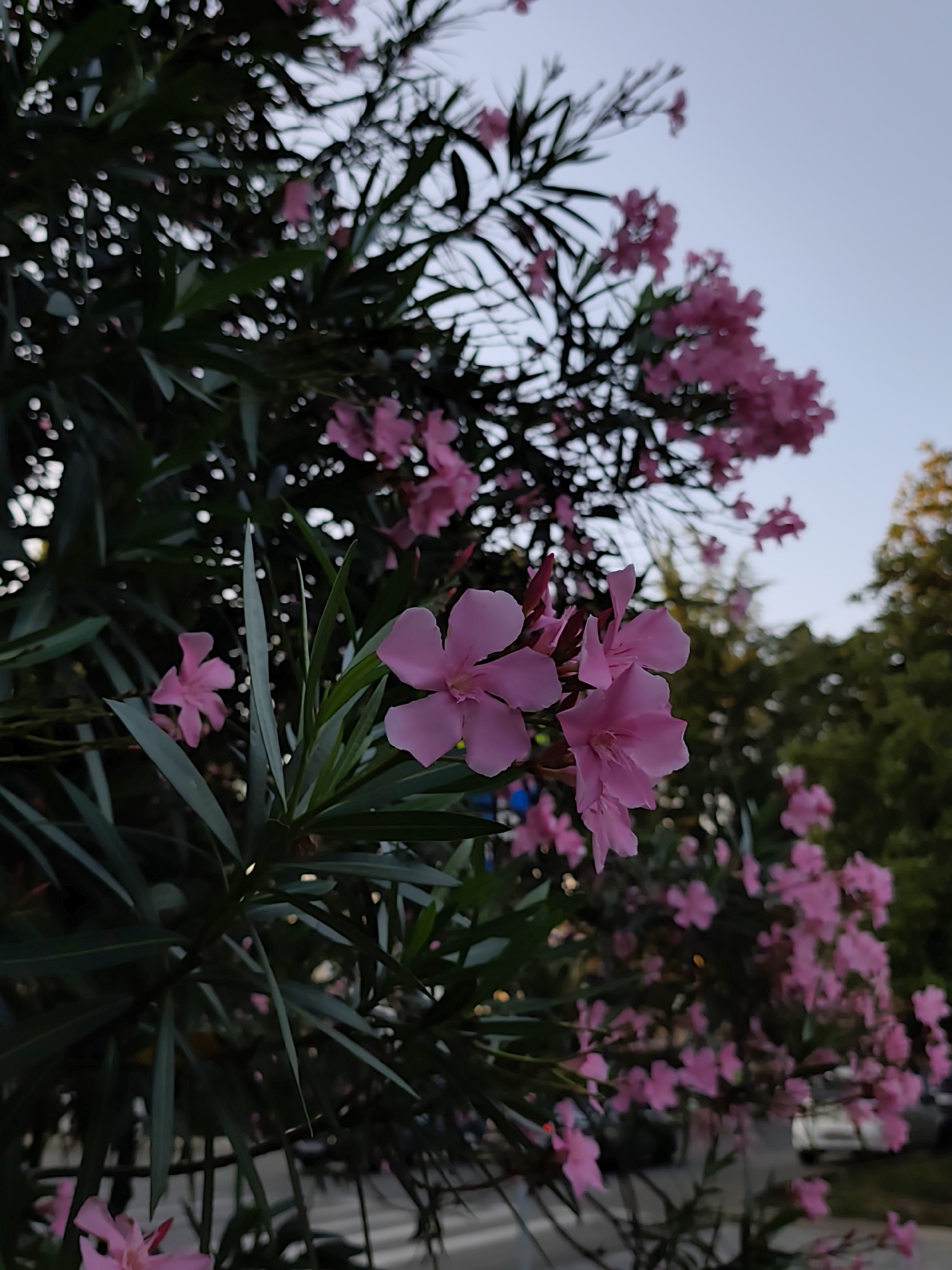 The image shows a close-up view of pink oleander flowers and dark green leaves against a pale sky. The flowers are delicate with five petals, and some are clustered together while others are scattered. The leaves are long and slender, forming a dense canopy. In the background, out of focus, are hints of trees and possibly urban elements like a white car and a railing. The lighting suggests it is either early morning or late evening. The provided location is the city of Sochi, Russia, but there are no specific landmarks visible in the image to confirm this.