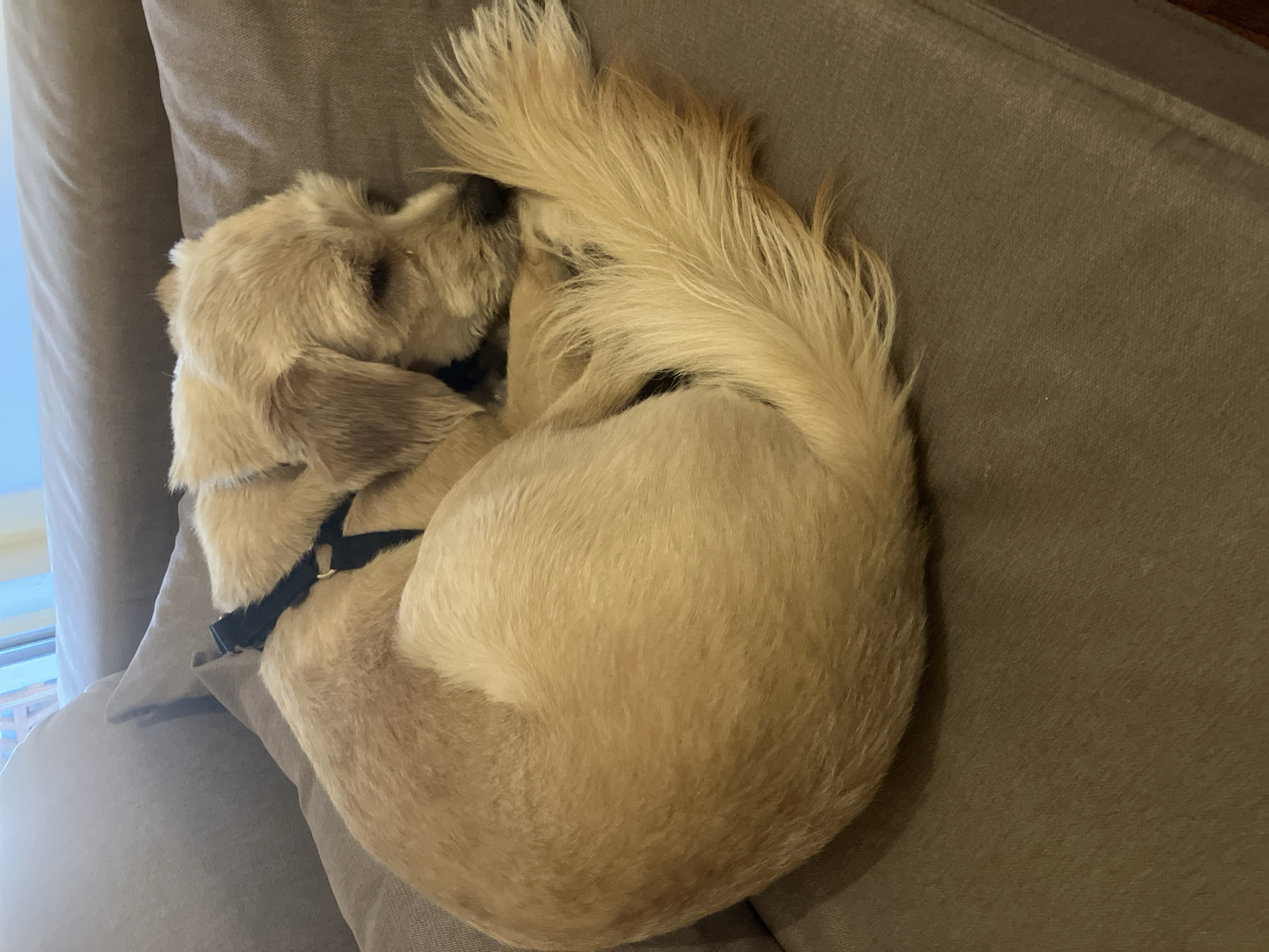 An overhead shot captures a light-colored dog, likely a Shih Tzu mix, curled up tightly in a ball on a brown or taupe-colored sofa, seemingly asleep or resting. The dog's fur is primarily a warm tan, with some darker brown accents, particularly around its head and legs. Its fluffy tail is prominent, arcing over its back and blending with its body, forming a complete circle. A black harness is visible on the dog's chest and shoulder area.
The sofa itself is made of a textured fabric, appearing soft and comfortable. Natural light, with a bluish tint, enters from the left side of the frame, suggesting a window nearby and indicating it is daytime. The lighting casts subtle shadows, highlighting the dog's form and the texture of the couch. The dog's pose conveys a sense of peacefulness and comfort, snuggled deeply into the couch cushions. No human figures are visible, and no text is discernible in the image. The setting appears to be a cozy indoor environment, likely a living room.