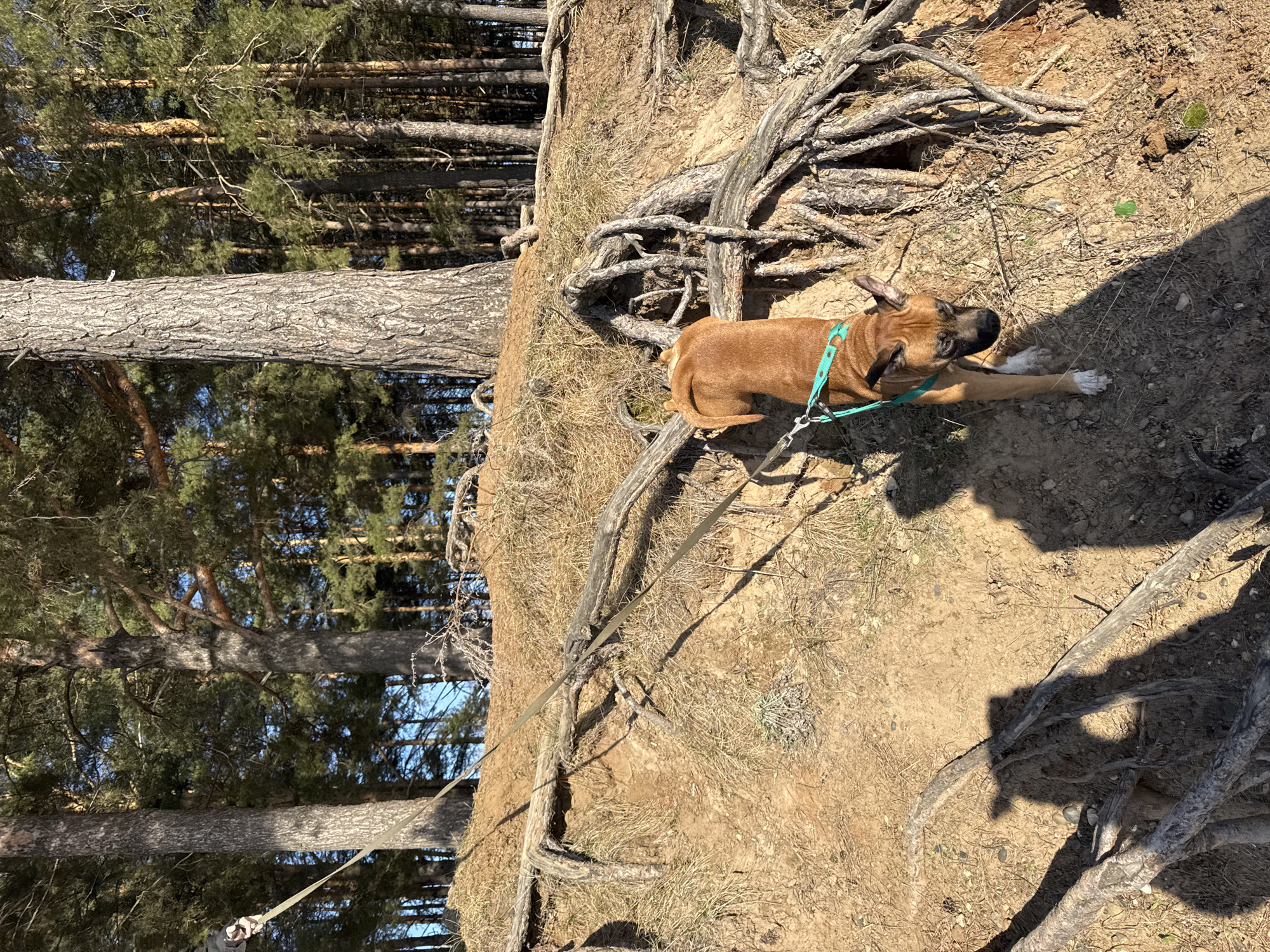 A medium-sized, brown dog is lying on dry, sandy soil amongst exposed tree roots on a slope. The dog is wearing a teal-colored harness and leash. In the background are tall pine trees, indicating a forest setting. The location is Chaikovsky, Russia.