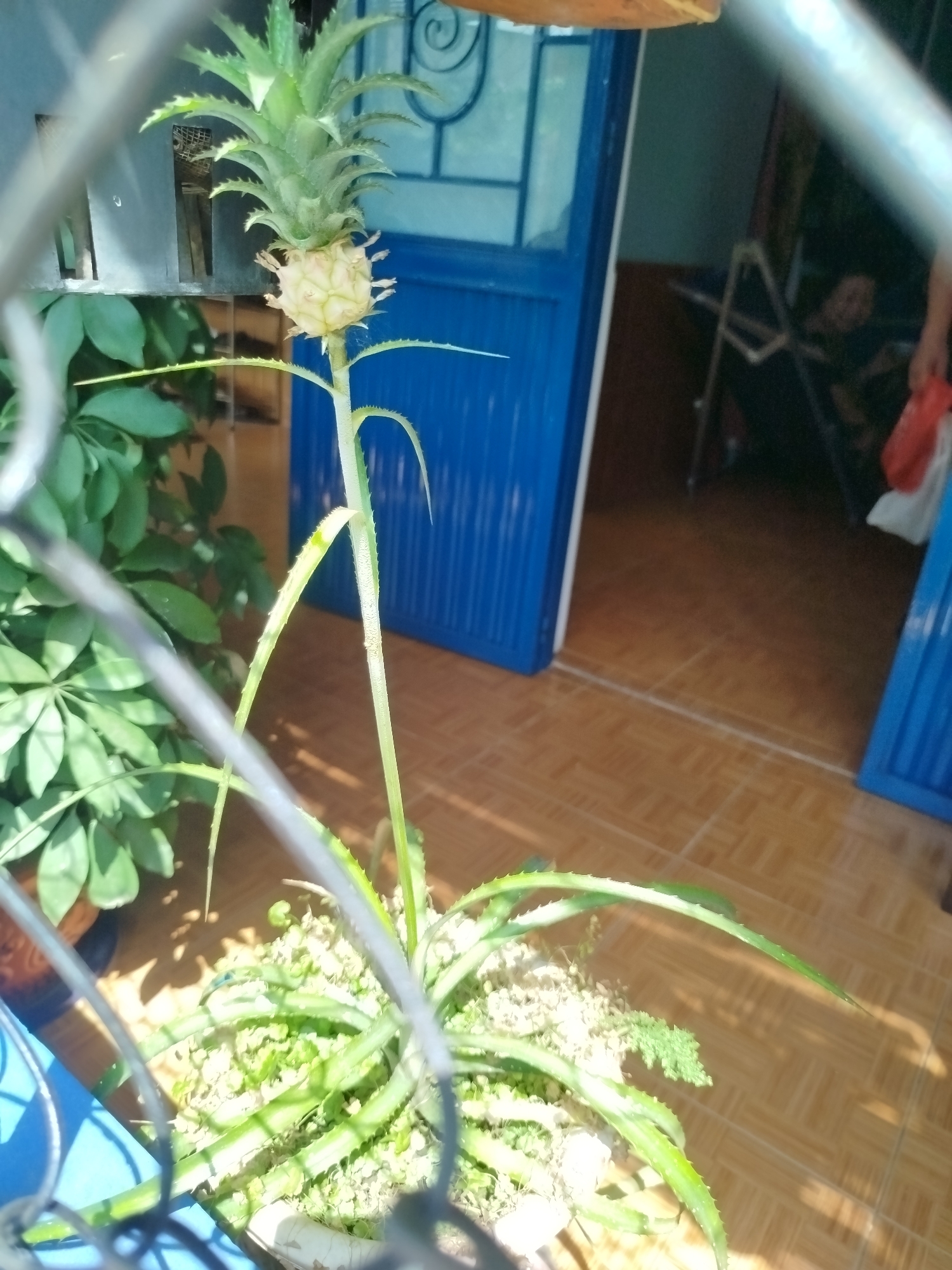 The image depicts a potted pineapple plant in Pleiku Ward, Vietnam. The plant has a small, immature pineapple fruit topped with a leafy crown. It is planted in a white pot with what appears to be light-colored soil or aggregate. Adjacent to the pineapple plant is a separate potted plant with broad, green leaves. The scene is partially obscured by a wire fence or railing in the foreground. Behind the plants, a blue door is ajar, revealing a glimpse into an interior space with a person seated in a chair, along with another person partially visible holding a red bag. The floor appears to be tiled with brown tiles. Sunlight is illuminating the plants and the surrounding area.