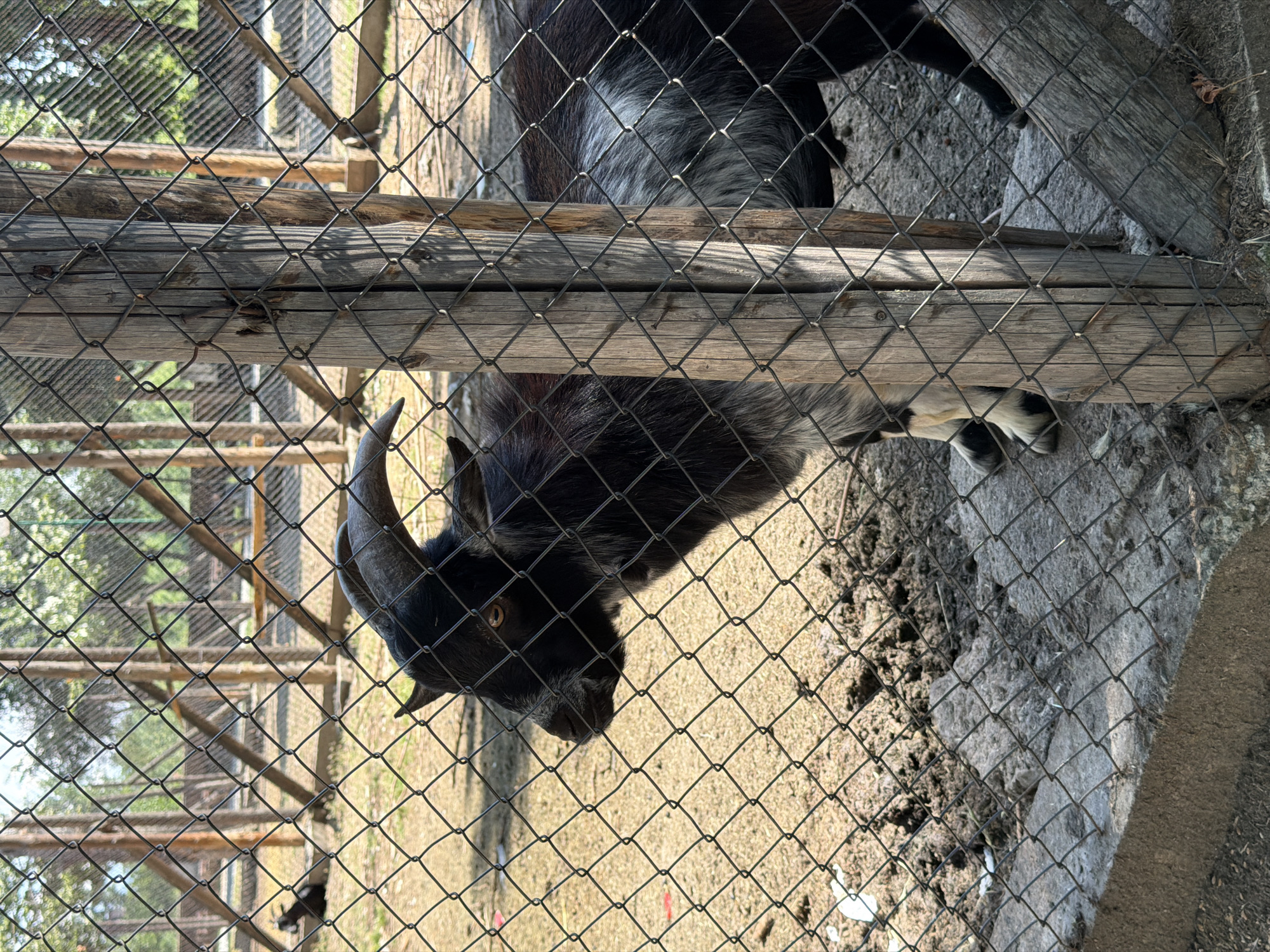 A black and white goat is standing behind a chain-link fence in an outdoor enclosure. The goat's head is turned to the left, and its horns are clearly visible. The enclosure appears to be made of wood and metal. The ground is covered in sand and dirt, with some patches of grass. In the background, there are trees and more fencing. There is another goat visible in the far background, lying down. The scene suggests the goat is part of a zoo or animal sanctuary. The image was taken on a sunny day.