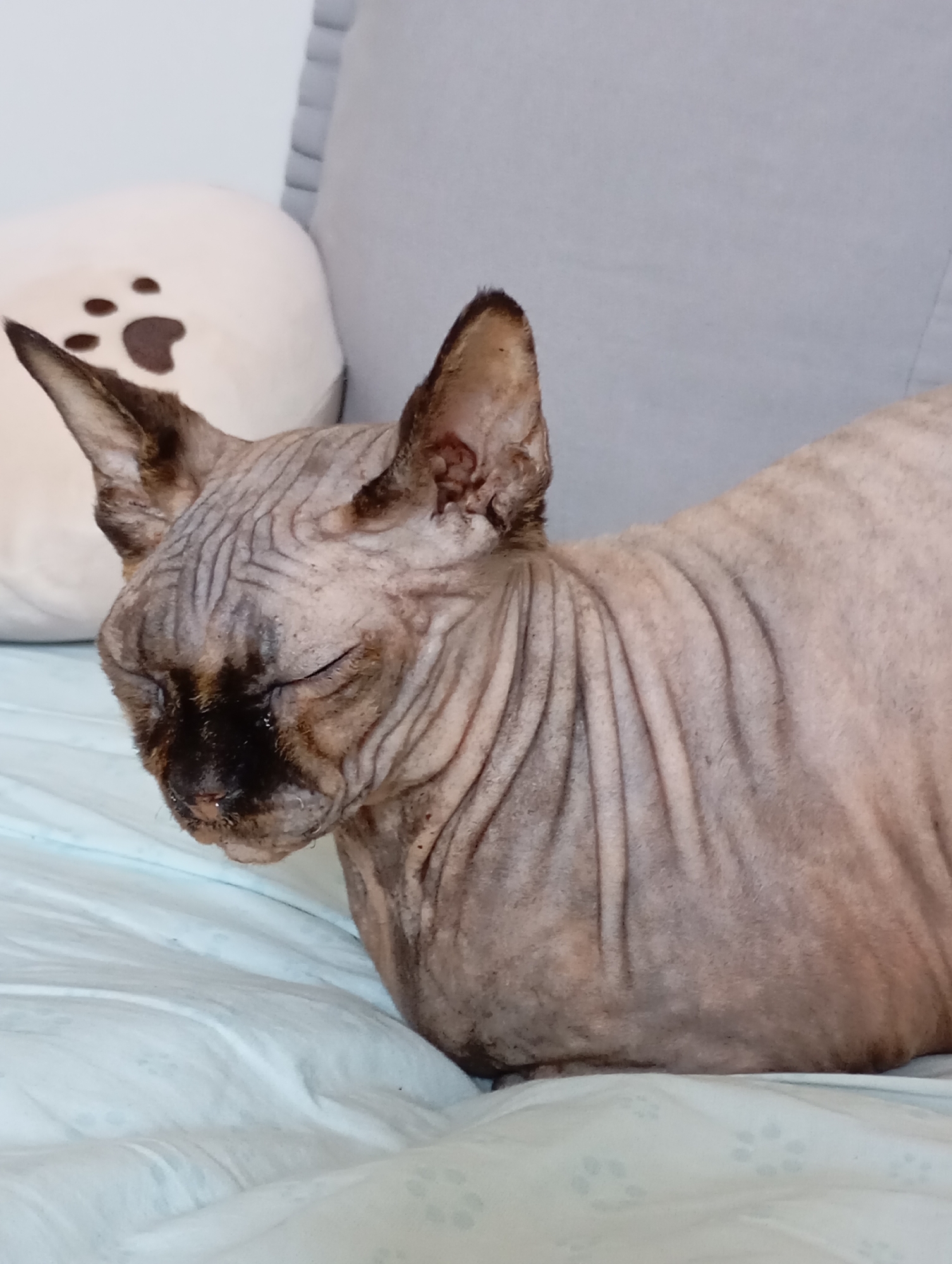A sphynx cat with wrinkled skin and dark markings around its face is resting on a light blue, textured surface. The cat's eyes are closed. To the left of the cat, a light-colored pillow with a dark paw print design is visible. In the background, a gray upholstered surface is present. The scene is indoors.