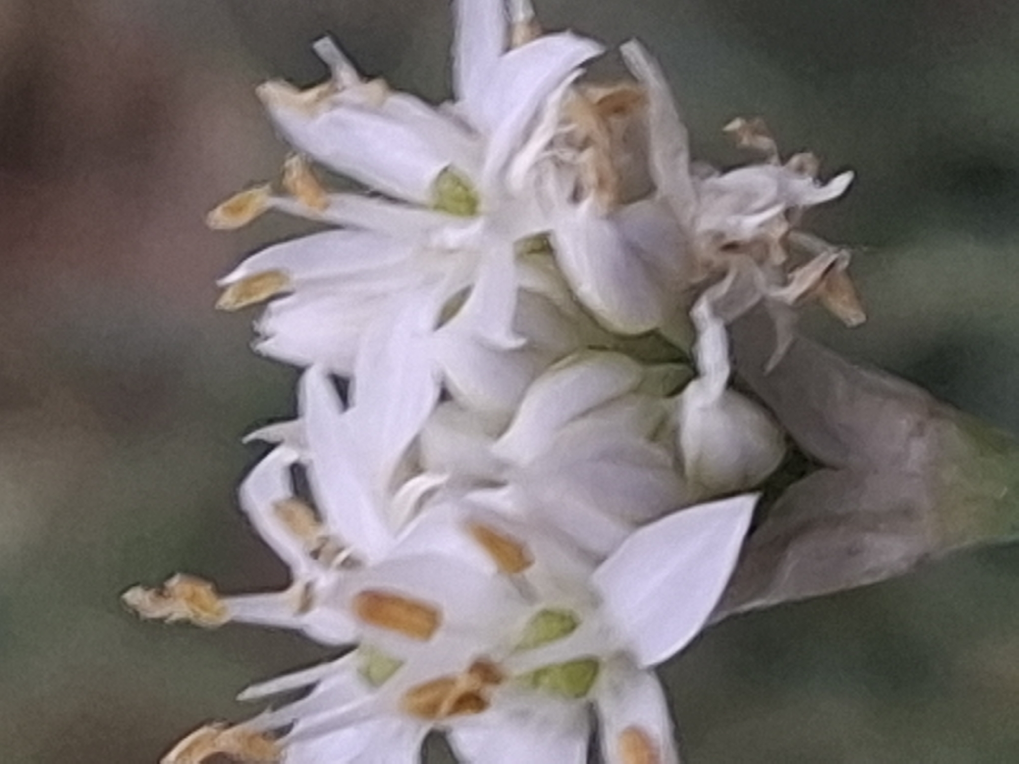 This is a close-up, out-of-focus photograph of white flowers with yellow and orange stamen. The flowers are clustered together on a stem, with some petals appearing wilted. The background is a blurred green and brown, suggesting an outdoor environment. There are no people or discernible landmarks visible, making it impossible to determine the specific location within Almaty, Kazakhstan. The image appears to have been taken with a phone camera, indicated by the low resolution and lack of detail.