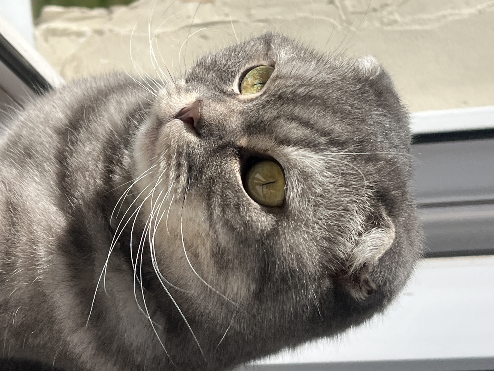 A close-up photograph shows the face of a grey tabby Scottish Fold cat. The cat has distinctive folded ears, yellow-green eyes, and white whiskers. The cat's fur has a grey tabby pattern. The background includes a window frame with an out-of-focus view to the outside. The specific location in Votkinsk, Russia, cannot be determined from the image.