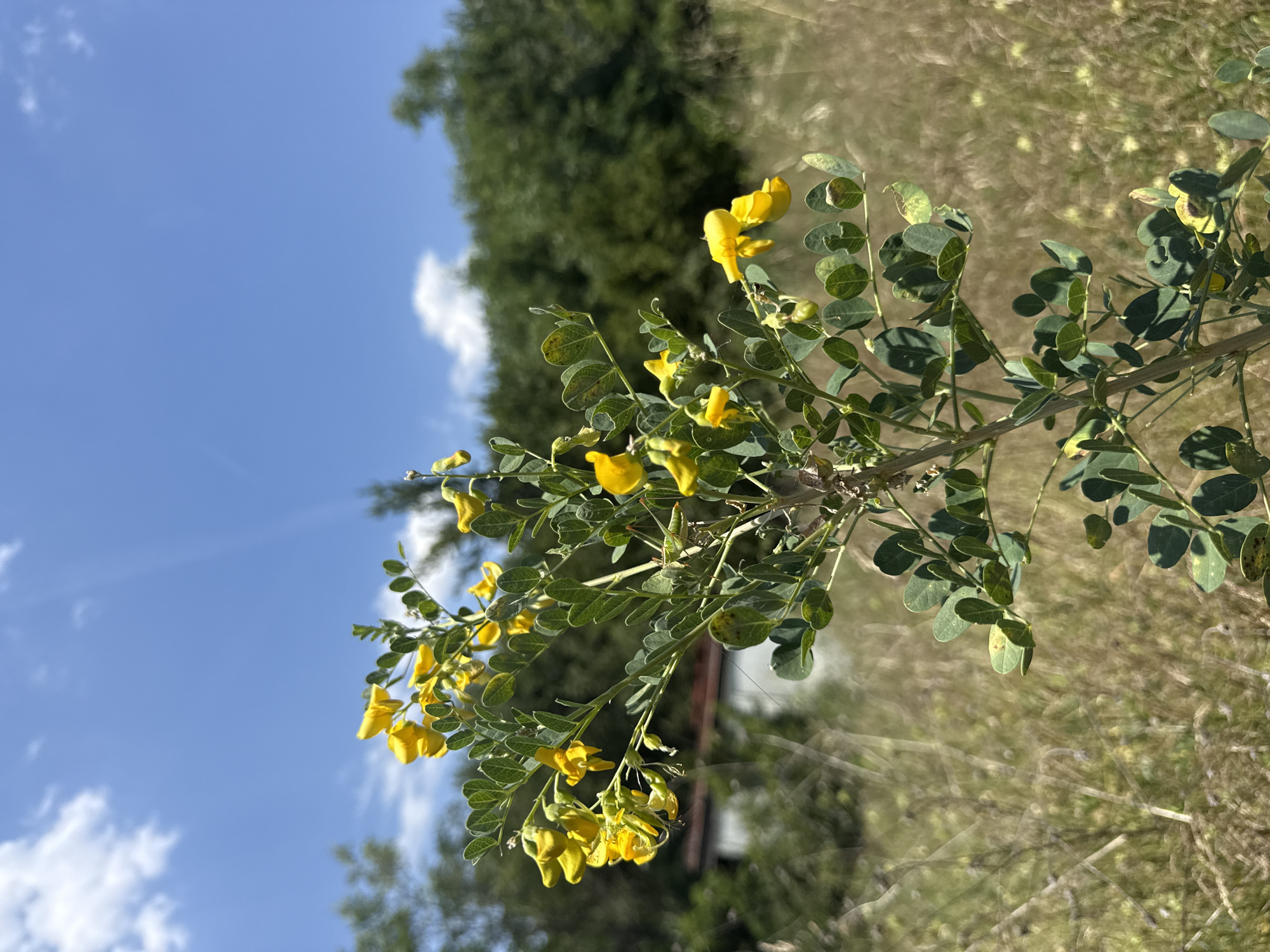 In the city of Boreti, Montenegro, a bright, sunny day unfolds with a vibrant blue sky dotted with wispy white clouds. In the foreground, a delicate plant with small, vibrant yellow flowers and oval green leaves stands out against a backdrop of dry, golden grass. The plant's branches are adorned with clusters of these cheerful blossoms, some of which appear to be wilting slightly. In the mid-ground, a rustic, weathered building with a terracotta roof is partially visible, peeking through the tall grass. The background is filled with a dense wall of lush green trees, creating a natural, untamed environment. A small, green grasshopper is perched on one of the plant's leaves, adding a touch of life and detail to the scene. The overall impression is one of natural beauty and serenity, with a hint of rustic charm.