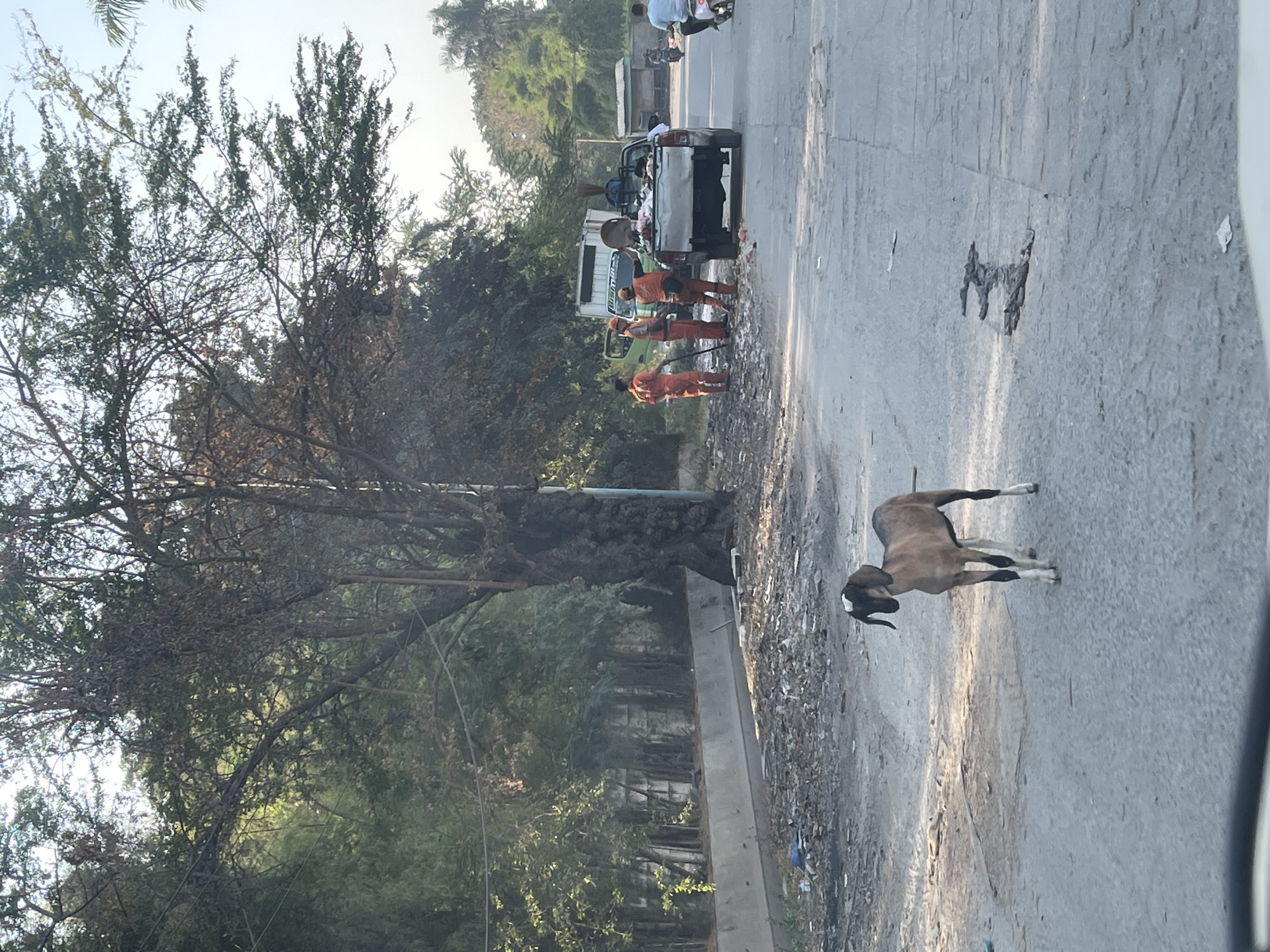 The image depicts an outdoor scene in North Jakarta, Indonesia, characterized by a rural or peri-urban setting with evidence of waste and sanitation work. In the foreground, a goat with brown and white markings stands on a paved road. The road surface shows signs of wear and tear, with some debris scattered on it.
Behind the goat, a group of sanitation workers in bright orange uniforms are engaged in cleaning activities. They are positioned near a pickup truck filled with trash. One worker is using a broom, while others appear to be collecting refuse. A large tree with dense foliage is prominent in the background, casting shadows. Beyond the tree, a concrete barrier and a wall covered in vegetation line the side of the road. In the distance, more trees and buildings can be seen, along with another vehicle and a person on a motorcycle, suggesting ongoing urban activity. The overall impression is one of a work in progress, with efforts to manage waste in a somewhat unkempt environment.