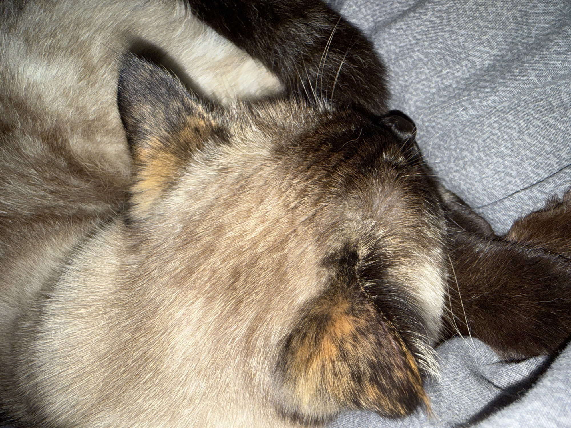 A close-up, overhead shot shows a sleeping cat curled up on a grey, patterned fabric surface. The cat's fur exhibits a mix of light brown, dark brown, and tan coloring, with darker markings around its ears and a darker tail. The cat's head is tucked into its body, obscuring its face, and one paw is visible resting near its head. The image is focused on the texture and color of the cat's fur and the fabric. There is no information in the image to suggest a location in Okhtyrka, Ukraine, or any other specific city.