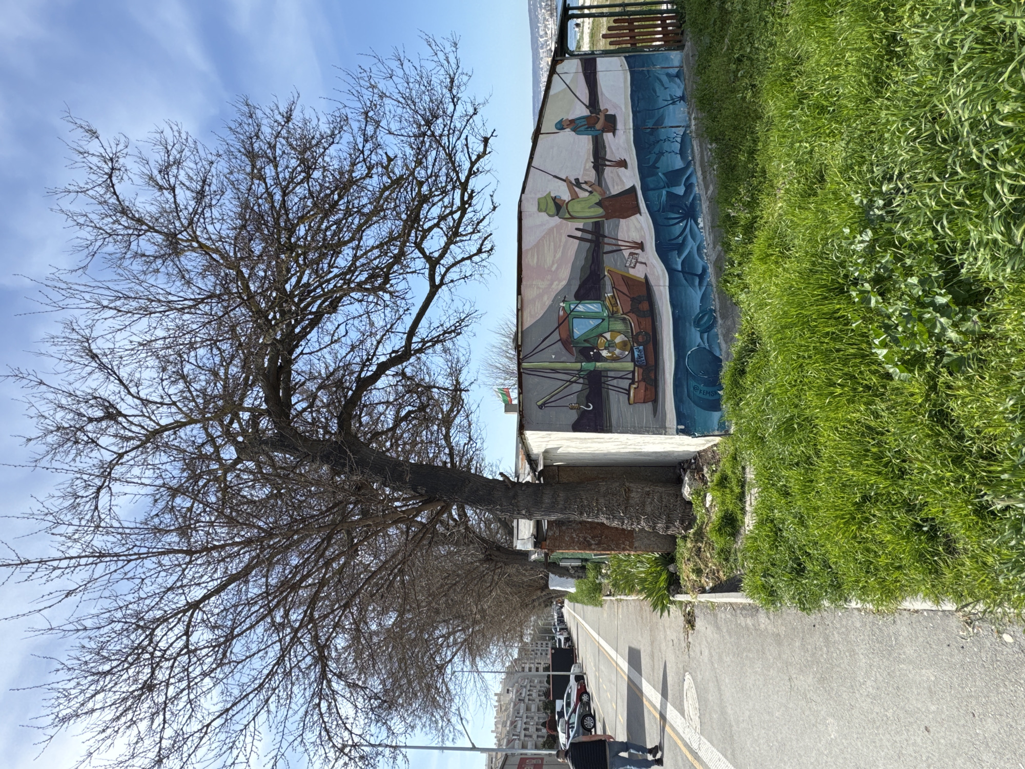 The image captures a vibrant daytime street scene in Varna, Bulgaria, characterized by a large, bare deciduous tree on the left, a colorful mural on a building wall to the right, and a paved road with parked cars.
The prominent tree, with its intricate network of leafless branches against a bright blue sky with wispy clouds, suggests a winter or early spring season. To its right, a building wall features an expansive mural depicting a coastal scene. Two figures, likely fishermen, are prominent in the mural; one in blue, the other in green, both holding fishing rods. Below them, a fishing boat with an engine and fishing gear is depicted on a calm body of water, which also shows marine life resembling octopuses or squid. Distant land or mountains form the backdrop of the mural. A small flag with red, white, and green stripes, indicative of Bulgaria, is visible above the mural. An artist's signature, "@KEMS...", is faintly visible on the lower right of the mural.
Above the mural, a lush green grassy bank slopes upwards, separated by a low wooden fence further up. The paved road, with distinct white and yellow markings, extends into the distance on the left side of the image, lined with several parked cars. A person is partially visible near the road, next to a large black object resembling a tire. The general setting suggests an urban area near the coast. The weather is clear and sunny.