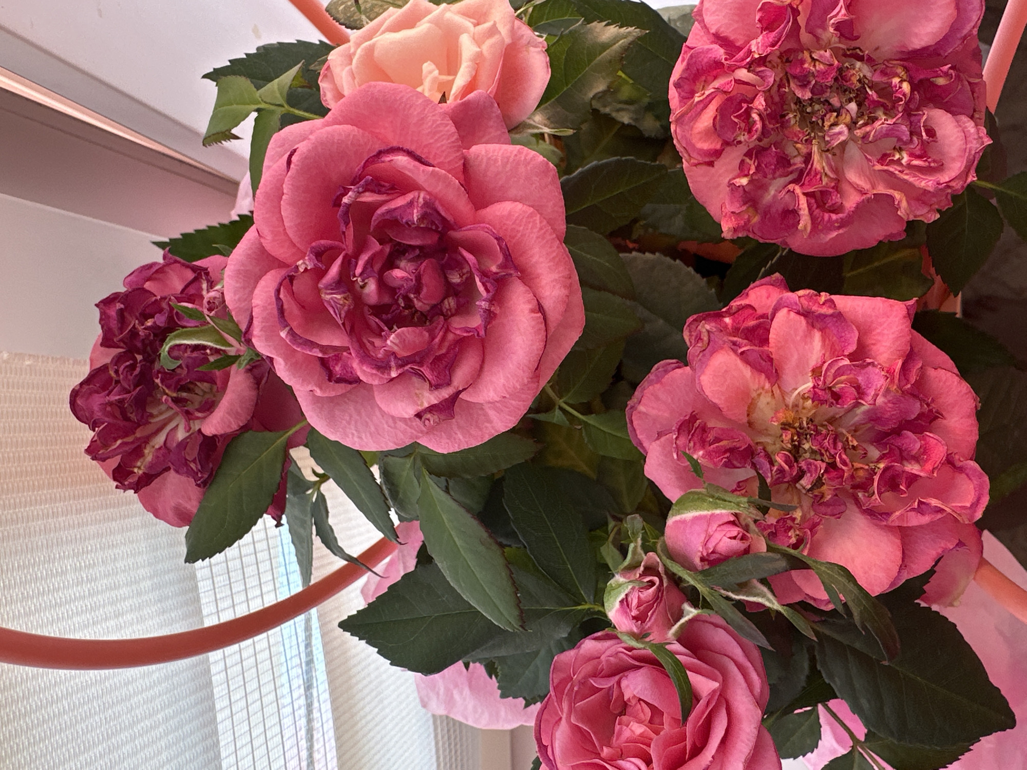 The image shows a bouquet of pink roses in a vase. Some of the roses are fully open, while others are still in bud. The flowers are arranged with green leaves and stems. The scene is situated near a window with white blinds. The location is Chaikovsky, Russia.