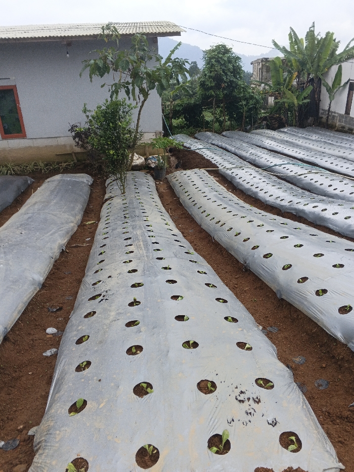 A cultivated field displays rows of young plants sprouting through holes in a silver-colored plastic mulch. The plastic rows are separated by bare earth. A building with a grey wall and red-framed window stands on the left. A variety of trees and plants are visible in the background, partially obscuring hills in the distance. The scene is overcast and the ground appears damp.
