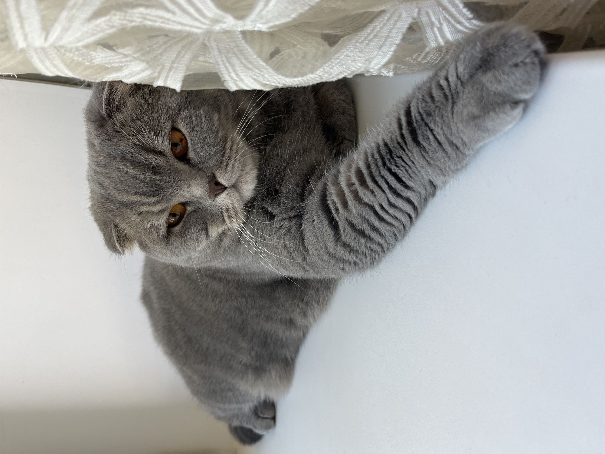 A British Shorthair cat with grey fur and amber eyes lies on a white surface, possibly a windowsill, next to a white lace curtain. The cat is positioned on the left side of the frame, facing slightly towards the right and looking at the camera. Its body is stretched out, with its front left paw extended forward. The background is a plain white wall. There is no indication of the cat's location in Chaikovsky, Russia, or any other specific city.