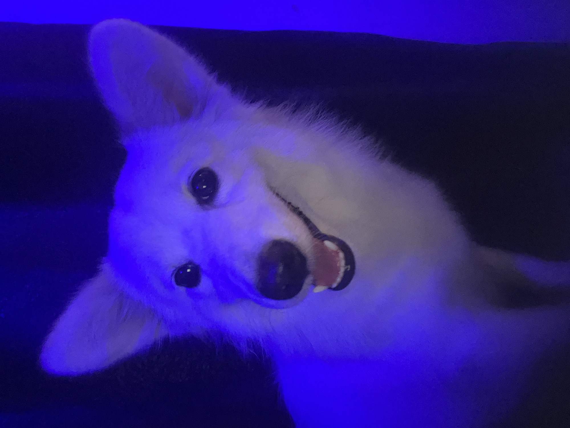 A white dog is looking at the camera with its head tilted to the left. The background is dark and blue. The dog's mouth is slightly open, revealing its teeth and tongue.
There is no indication of a location in the city of Ikot Ekpene, Nigeria in this image.