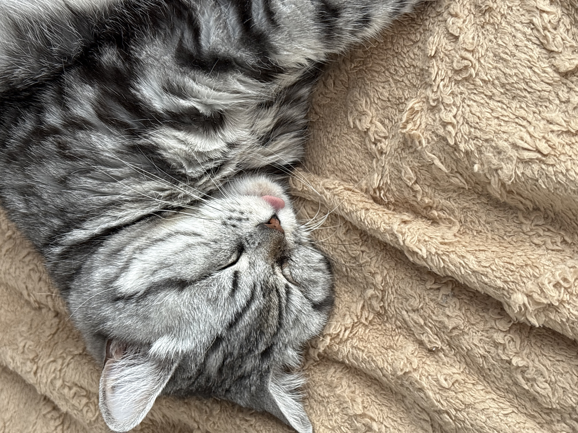A grey tabby cat is lying on a tan blanket. The cat is on its side with its eyes closed. A small portion of its pink tongue is visible. The cat appears to be sleeping. The location is not possible to determine from the image.