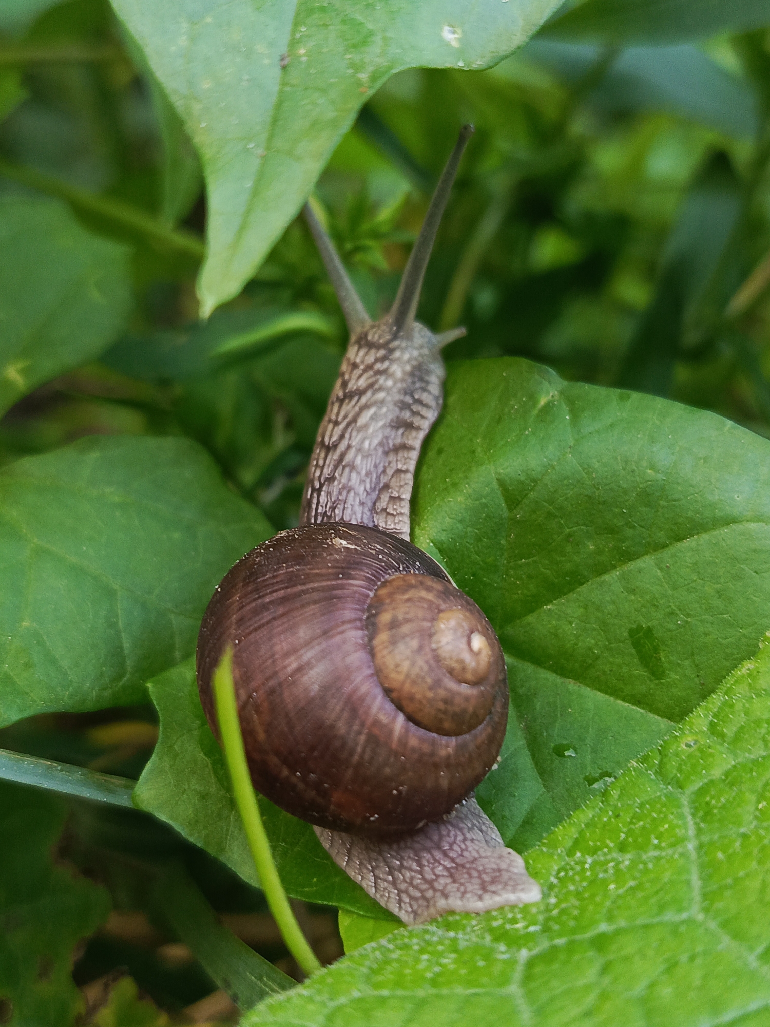 A close-up, vertical, eye-level shot shows a snail with a dark brown, spiraled shell clinging to a vibrant green leaf. The snail's body is greyish-brown and textured. Its antennae are extended. The background consists of out-of-focus green foliage, suggesting a natural or garden setting. There is no identifiable information about the location in the city of Chaikovsky, Russia, within the image itself.
