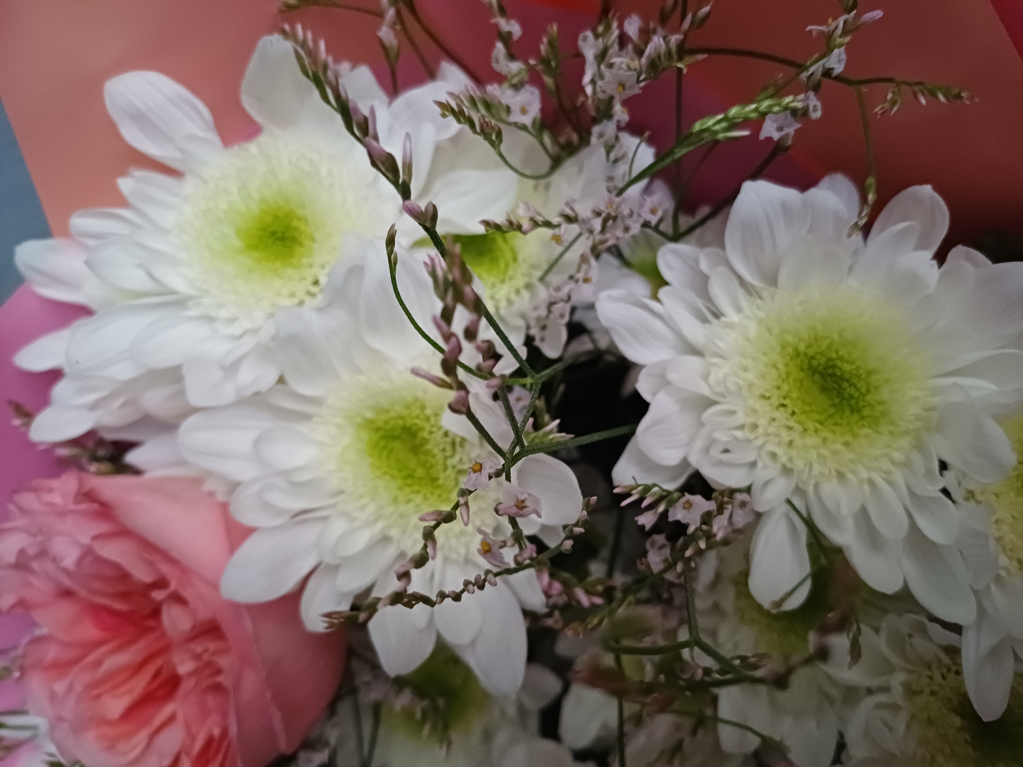 This is a close-up, high-angle shot of a bouquet of flowers, likely a decorative arrangement. The dominant flowers are white chrysanthemums with light green centers, their petals fanned outwards. Interspersed are delicate sprigs of tiny pink flowers and thin, dark green stems. To the right of the frame, a large, fluffy pink rose is partially visible, its petals tightly furled. The background consists of soft, out-of-focus swathes of color, appearing to be wrapping paper or fabric, in shades of coral, pink, and a muted blue. The lighting is soft, creating a gentle illumination of the floral subjects. The overall impression is one of fresh, vibrant floral beauty. There are no people present in the image.
