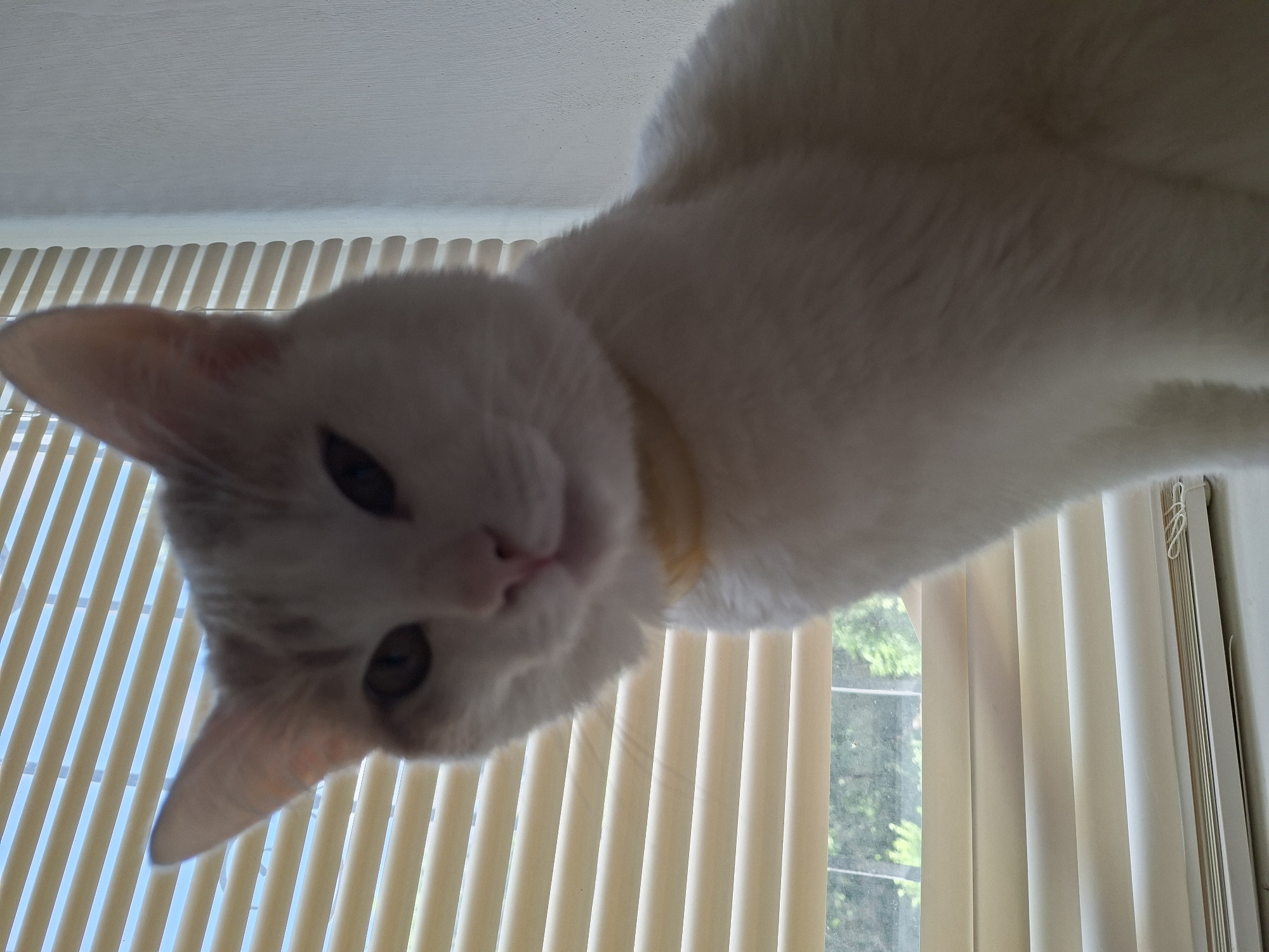 This is a low-angle, upside-down photograph of a white cat with some orange markings. The cat is positioned in the foreground, looking directly at the camera with its head tilted. Its eyes are dark, and its nose is pink. A thin yellow collar is visible around its neck. The cat's fur is predominantly white, with subtle patches of orange on its face and ears.
In the background, vertical blinds are visible, casting striped shadows. Through the gaps in the blinds, a window shows greenery, suggesting the presence of trees or bushes outside. The lighting appears to be natural, likely daylight, given the brightness of the scene and the shadows. The overall impression is one of an indoor setting, possibly a home, with a window providing a view of the outdoors. The unique perspective, with the cat appearing to hang from above, creates a playful and slightly unusual composition. No text is visible in the image.