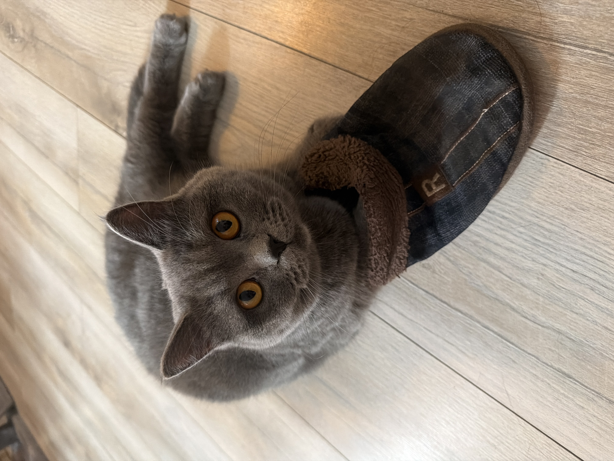 A British Shorthair cat with grey fur and orange eyes is lying on a light-colored wooden floor. The cat's left paw is resting on a dark blue denim slipper with a brown furry lining and a brown tag with the letter "R" on it. The cat is looking directly at the camera. The scene is indoors and appears to be in a residential setting. There is no information available to indicate the location in the city of Szczecin, Poland.
