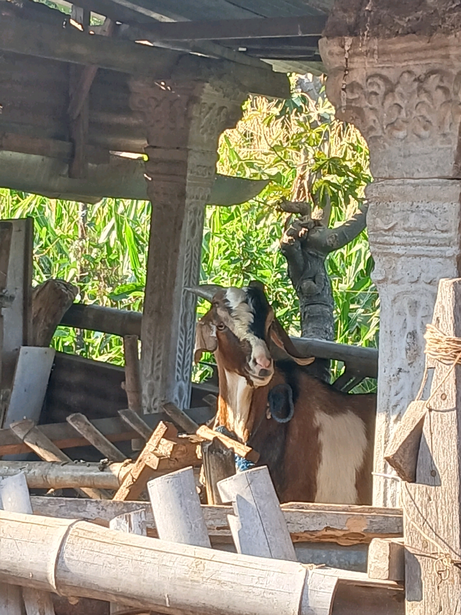 In Belotan, Indonesia, a brown and white goat stands within a rustic wooden enclosure. The goat's head is turned towards the camera, its mouth slightly open, and it appears to be looking upward. The enclosure is constructed with rough-hewn wooden beams and poles, with some sections appearing weathered and aged. The background consists of lush green foliage, suggesting an outdoor setting. Sunlight casts shadows on the goat and the structure, indicating it is daytime. The scene is captured in a medium shot, focusing on the goat and its immediate surroundings.