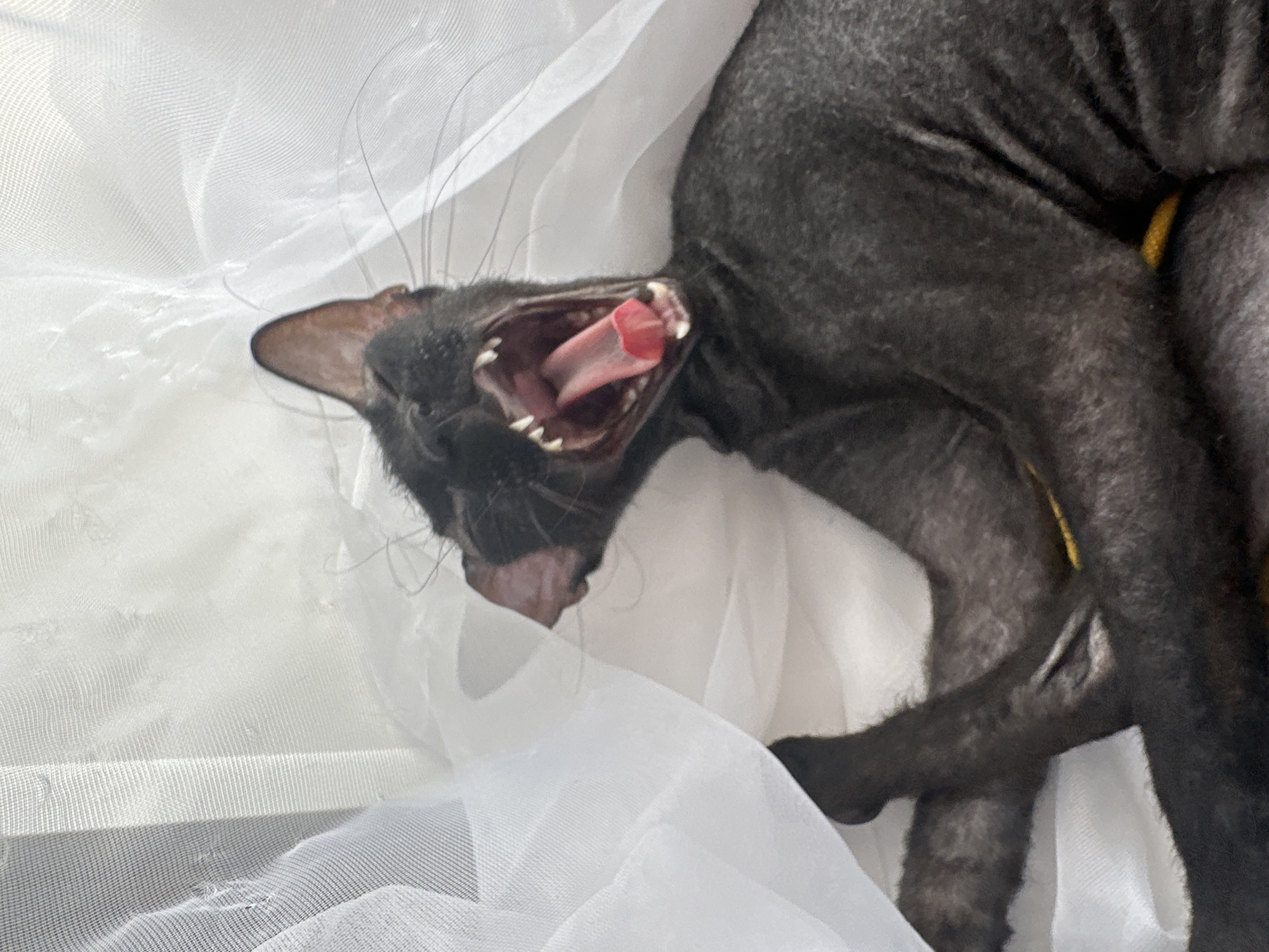 A black, hairless cat is captured mid-yawn, its mouth wide open revealing a pink tongue, sharp teeth, and gums. The cat is lying down amidst layers of sheer white fabric, which appear to be draped or gathered, creating a soft and ethereal background. The fabric has a delicate, textured weave, letting light pass through and creating subtle shadows and highlights. The cat's dark skin contrasts sharply with the bright white material and the vibrant pink of its mouth. Its large ears are visible, one slightly tilted. The overall impression is intimate and close-up, focusing on the cat's expression and the contrasting textures of its skin and the fabric. The lighting appears to be soft, suggesting an indoor setting, possibly with natural light filtering through the fabric. There is no visible text in the image. The time of day and specific location within Chaikovsky, Russia, cannot be determined from the image alone. The cat's expression, while part of a yawn, could also be interpreted as a moment of relaxation or even a slight grimace, though the context of yawning suggests a more natural, involuntary action.