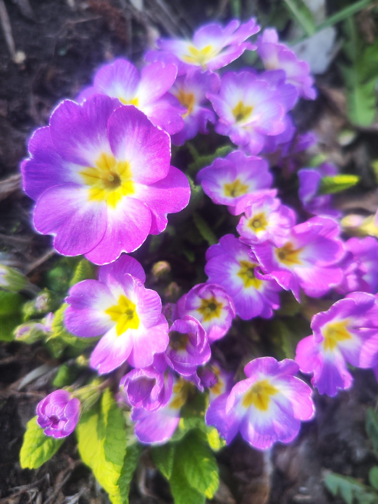 A close-up, slightly blurred image shows a cluster of purple and white primrose flowers with yellow centers. The flowers are in varying stages of bloom, from buds to fully opened. Some green leaves and plant stems are visible between the flowers. The background consists of blurred soil, leaves, and some other vegetation. The location is Chaikovsky, Russia.