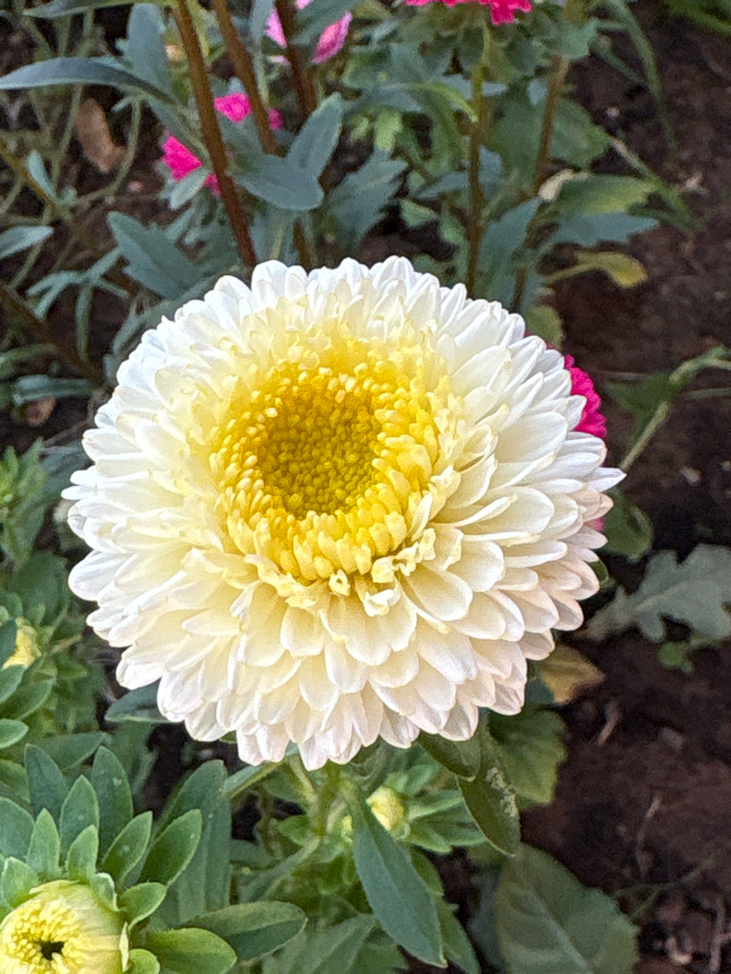The image shows a close-up view of a large, multi-petaled white aster flower with a yellow center. The flower is in the foreground, with green foliage and dark soil visible in the background. Small pink flowers are also present among the foliage. The lighting suggests it is daytime. The image does not contain any specific information about the location in the city of Murakino, Russia, or any people, actions, or interactions.