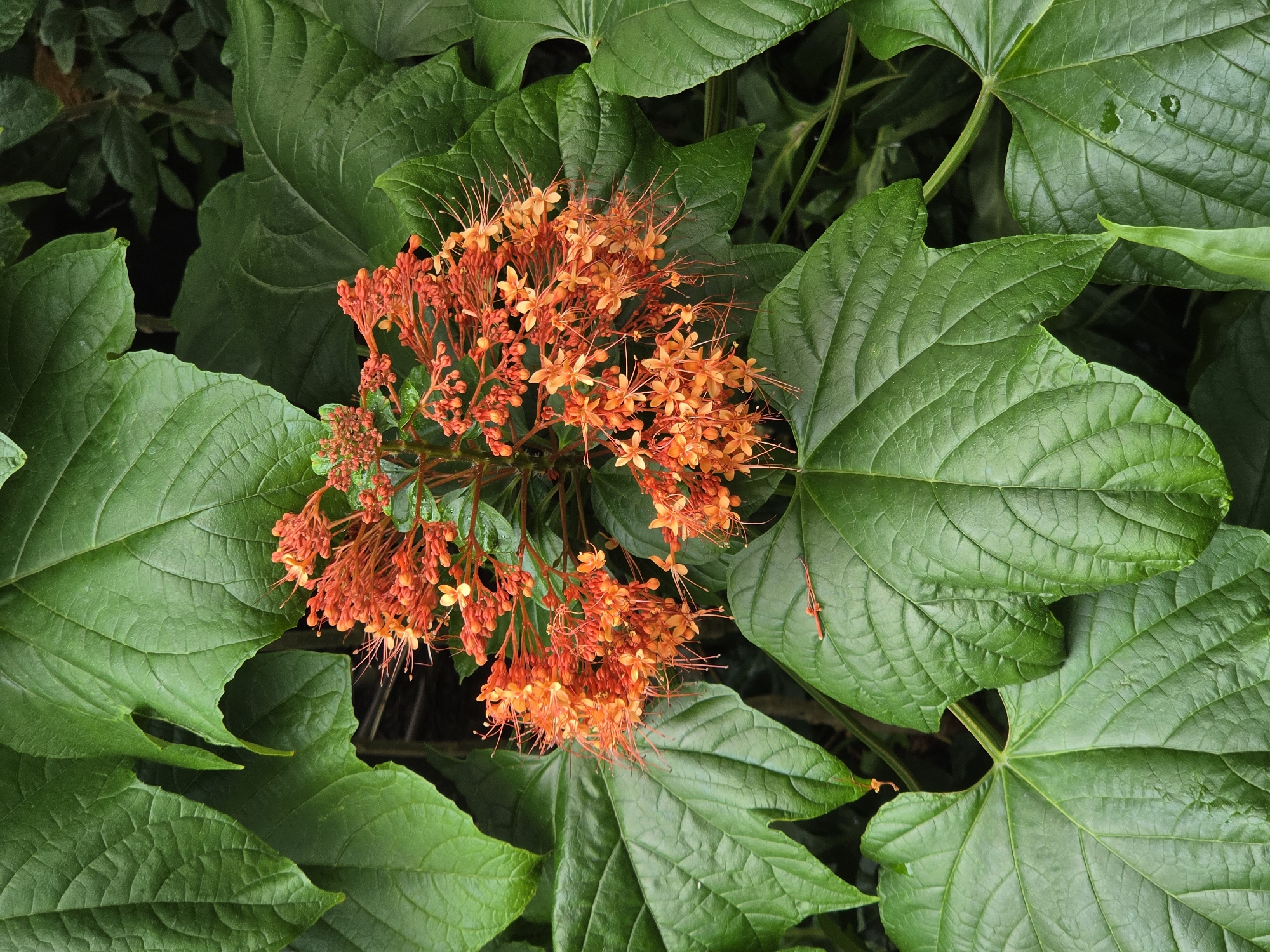 An overhead, close-up shot captures a vibrant cluster of orange flowers surrounded by large, lush green leaves. The central subject is a dense inflorescence of small, numerous flowers, each featuring delicate, elongated stamens that extend outwards, giving the cluster a spiky or starry appearance. Many unopened reddish-orange flower buds are also visible, indicating a blooming plant.
The flowers are set against a backdrop of deep green foliage. The leaves are broad and prominent, filling most of the frame, and display intricate veining and a slightly glossy texture. Their surfaces appear smooth and healthy, suggesting a humid environment. The background is dark and indistinct behind the foliage, further highlighting the vibrant colors of the plant.
The image is well-lit by natural light, indicating daytime. There are no people, animals, or man-made objects present. The scene conveys a sense of rich natural beauty and dense botanical growth, characteristic of a tropical or subtropical setting like Bangkok, Thailand. There is no visible text in the image.