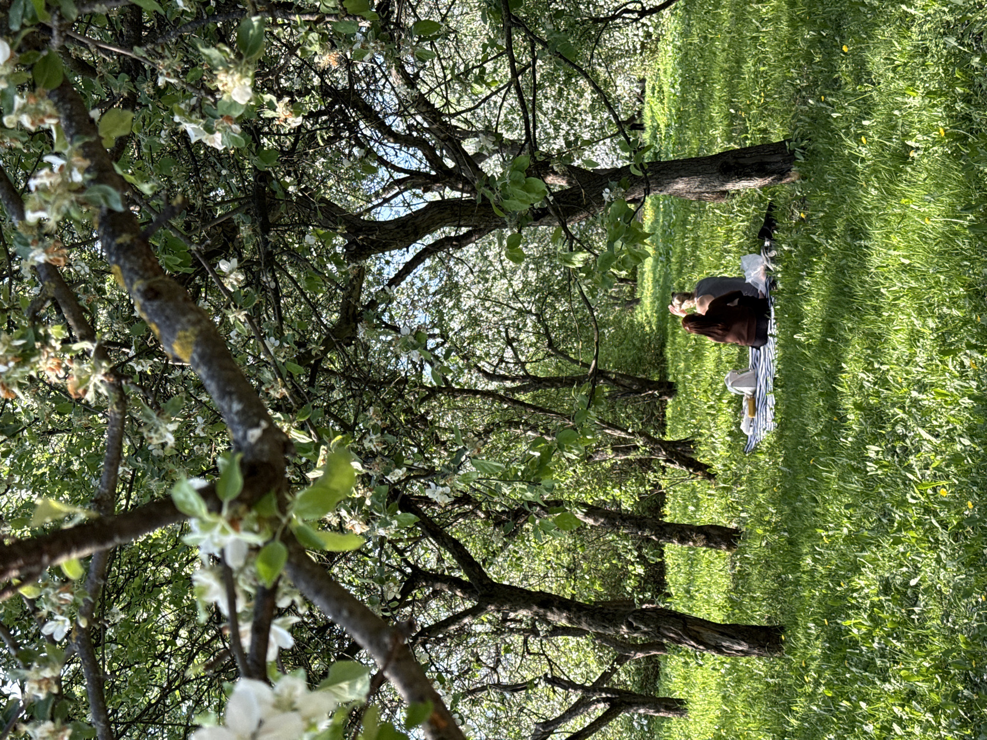 The image shows a grassy area with several trees, possibly an orchard, in what appears to be a park. The grass is green and illuminated by sunlight, with some yellow flowers scattered throughout. Trees with light-colored blossoms are prominent, their branches stretching across the scene. In the middle ground, two individuals are sitting on a striped blanket, possibly having a picnic. One person is wearing a brown shirt and the other a grey shirt. Based on the prevalence of blooming trees and the sunny atmosphere, the location is likely a park in Moscow, Russia, during springtime.