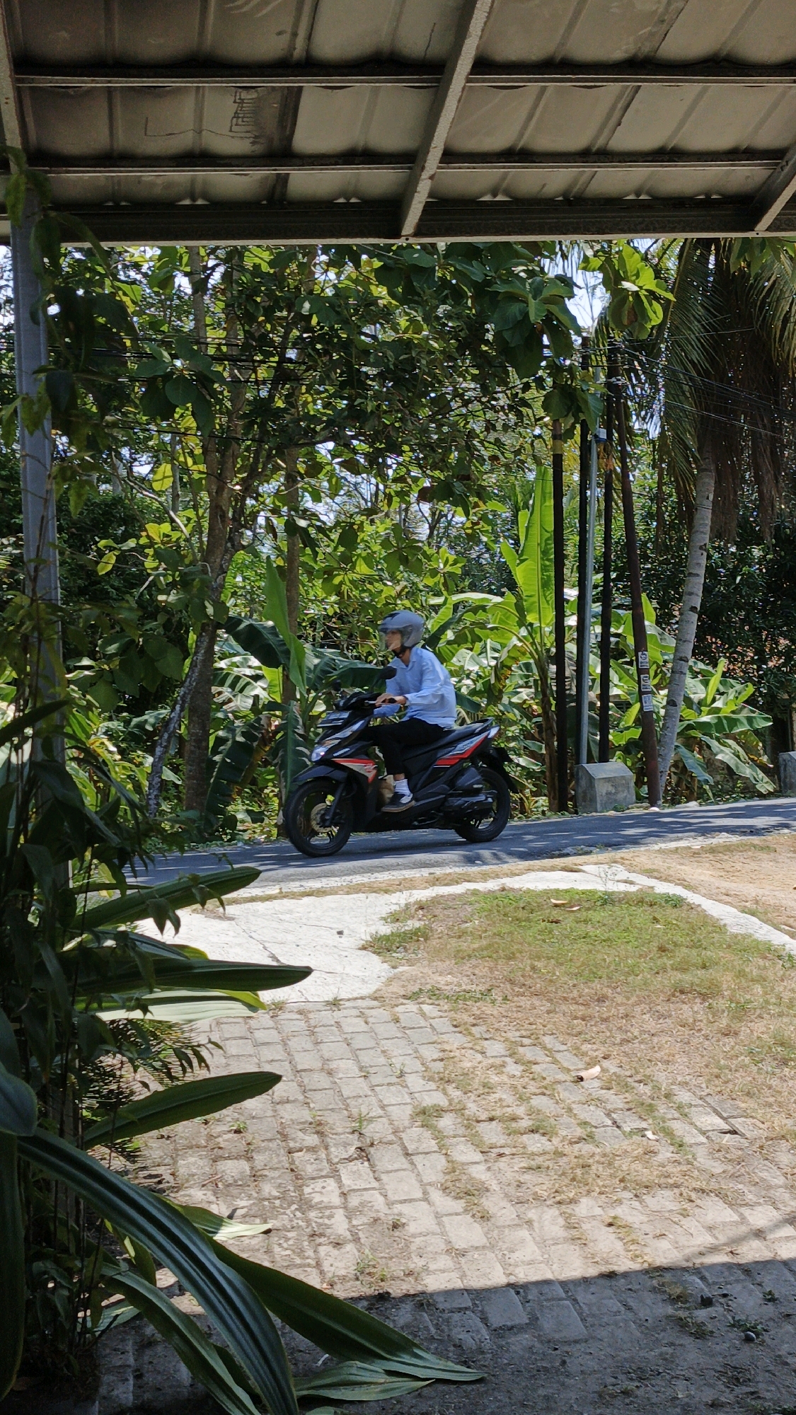 In Cintaratu, Indonesia, a person wearing a light blue long-sleeved shirt, dark pants, and a silver helmet rides a black and red motorcycle on a paved road. The motorcycle has a dark body with red accents. The road is bordered by a white, textured path on the left and grassy areas on the right. Lush green foliage, including banana trees and other tropical plants, densely surrounds the road. The scene is viewed from under a corrugated metal roof structure supported by metal beams, with sunlight filtering through. The area appears to be a rural or semi-rural setting with vegetation and a clear sky.