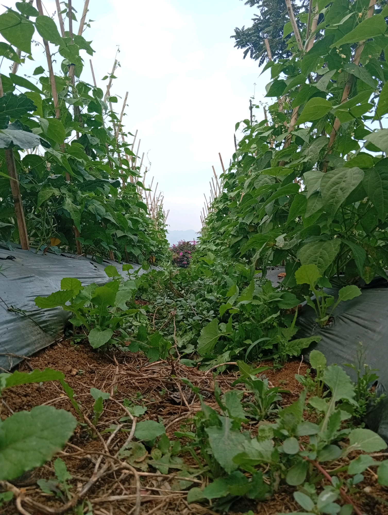 The image depicts a neatly cultivated row of bean plants growing vertically along bamboo stakes. The bean plants are lush and green, with visible leaves and some small white flowers. They are planted in a furrow, with dark plastic mulch covering the soil on either side of the rows. In the foreground, various other green plants and some dry vegetation are scattered on the ground. In the distance, more rows of plants are visible, leading to a gentle slope where some pinkish flowers can be seen. Beyond that, a tree line and distant hills are visible under a hazy sky. The scene is likely a farm or garden in a rural or semi-rural area. The provided location of Ciputri, Indonesia, suggests this is a domestic agricultural setting. No people or animals are present in the image. The overall impression is one of agricultural productivity and a natural landscape.