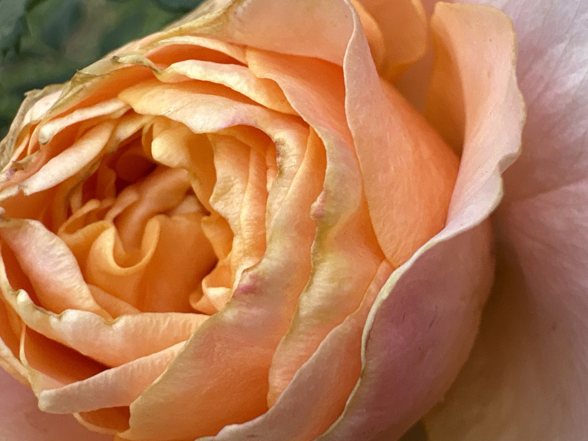 A close-up, slightly blurry shot of an apricot-colored rose, with some green foliage visible in the upper right corner. The petals are tightly curled inwards, creating a swirling pattern. The lighting is soft, highlighting the delicate texture of the petals. There is no discernible location in Bobrov, Russia.